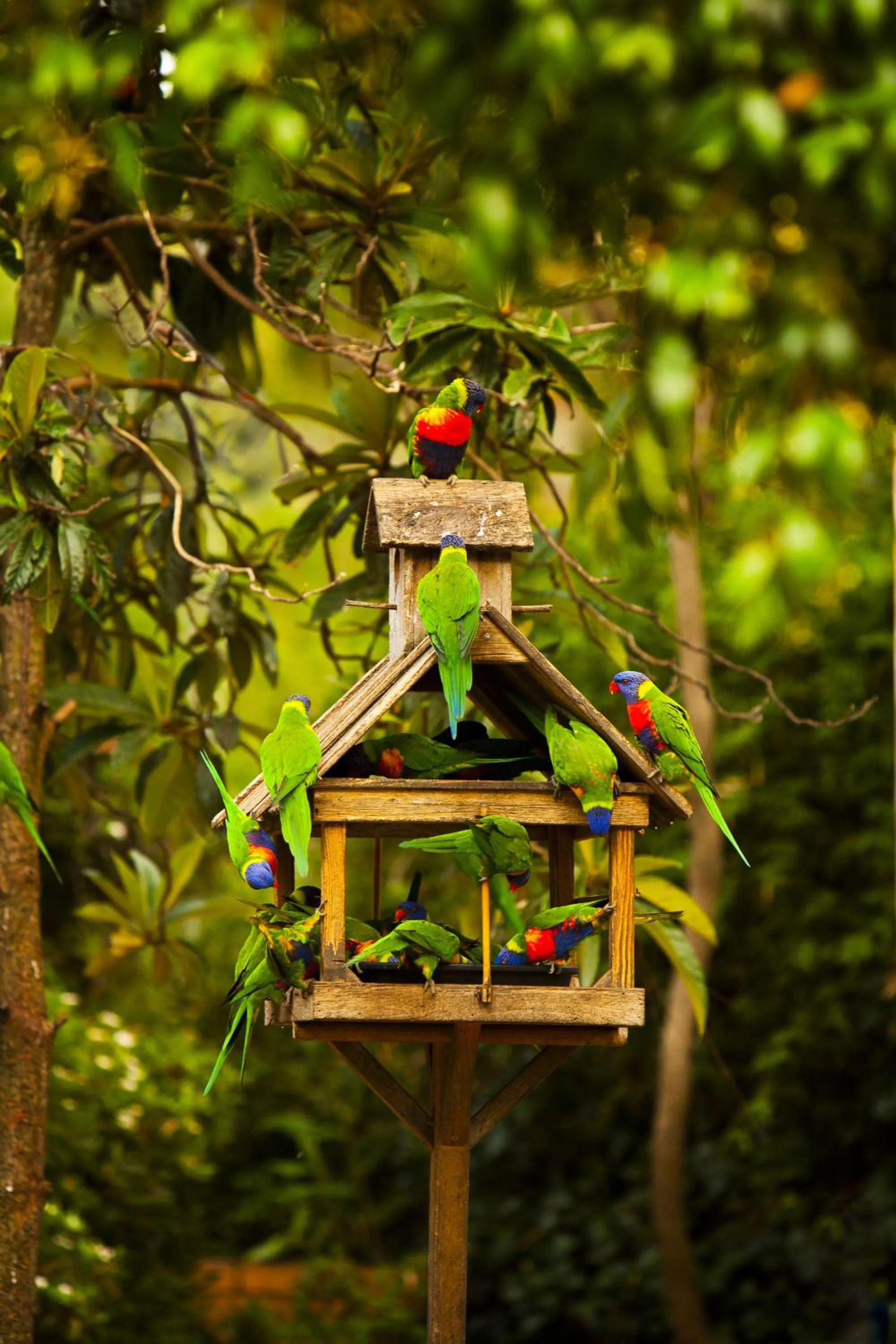 Animals in BIG4 Crystal Brook Tourist Park