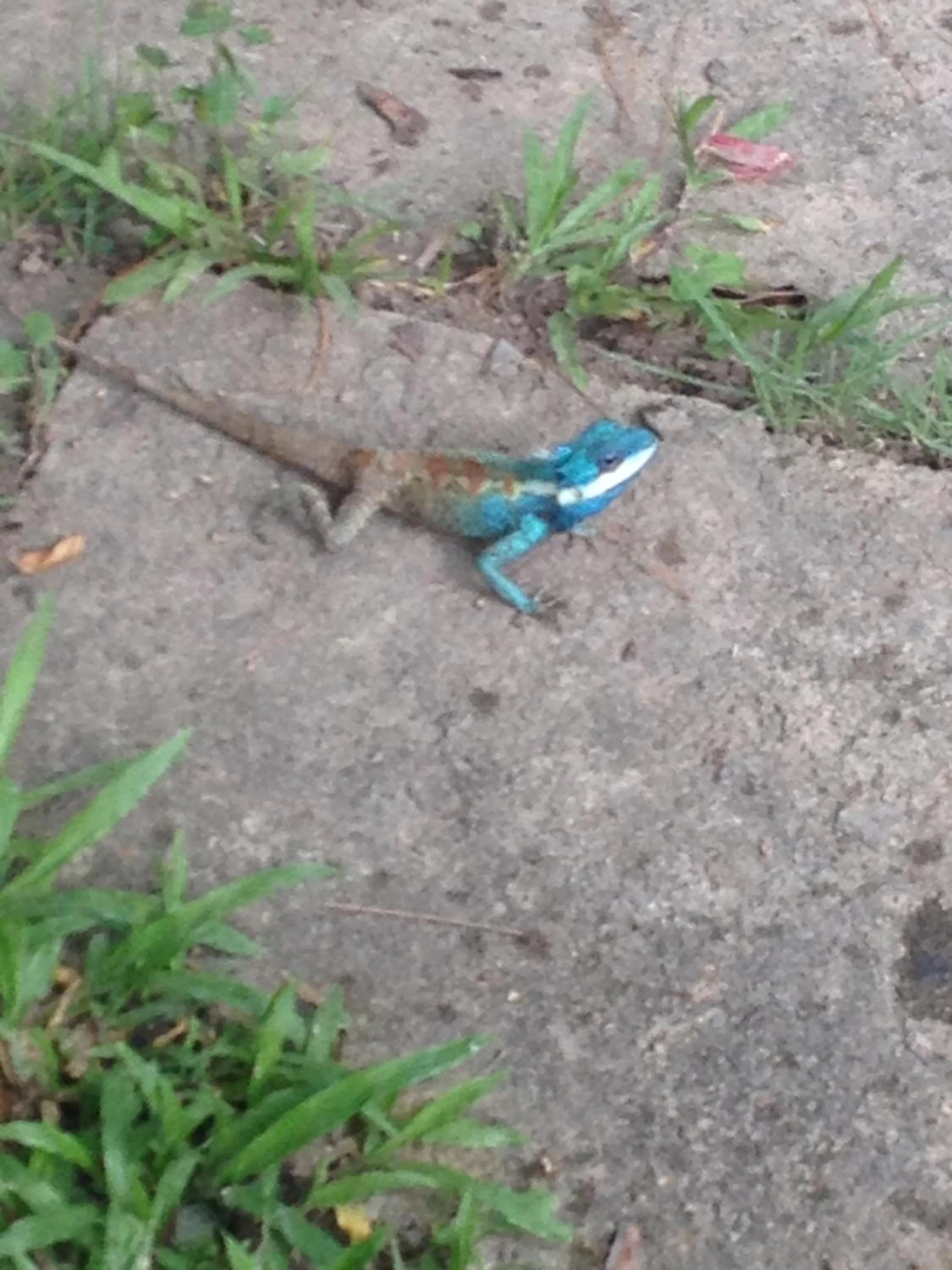 Animals in Baan Bua Guest House