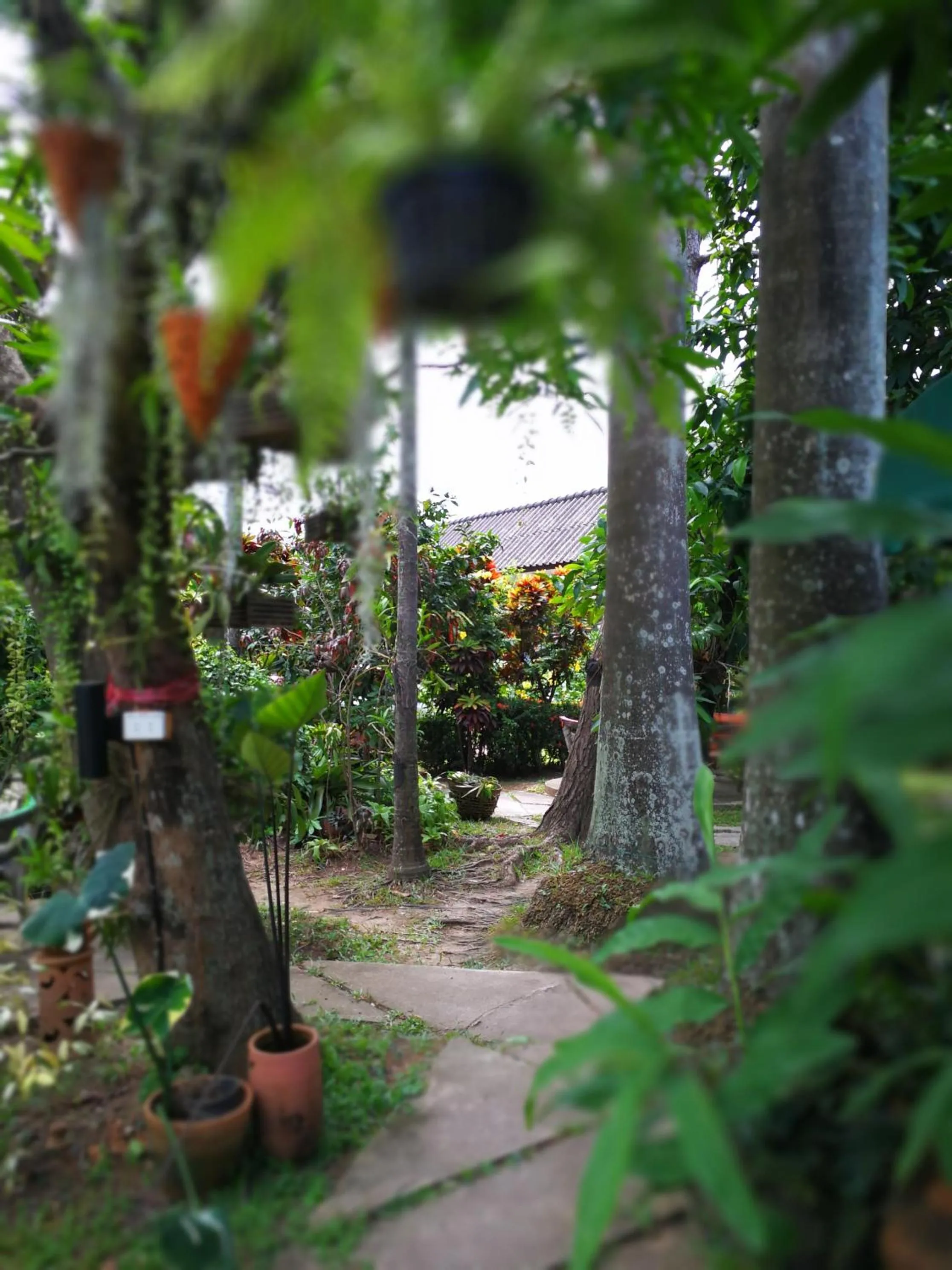 Garden in Baan Bua Guest House