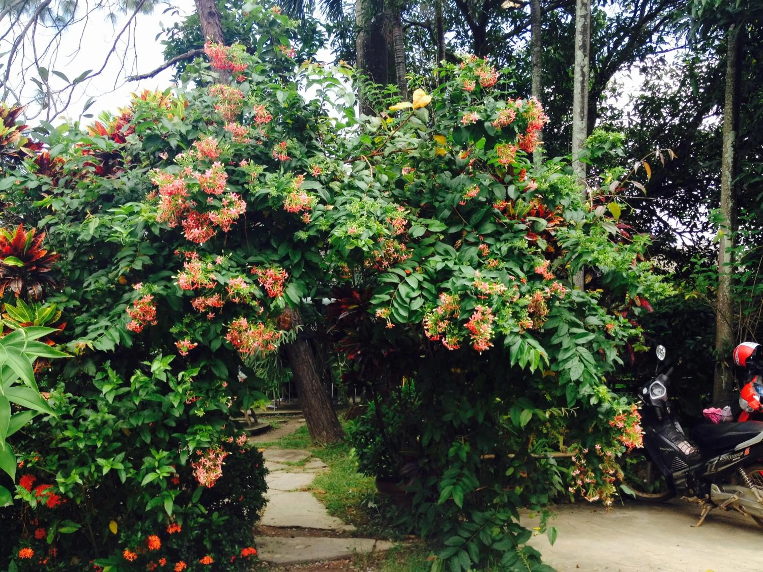 Garden view in Baan Bua Guest House