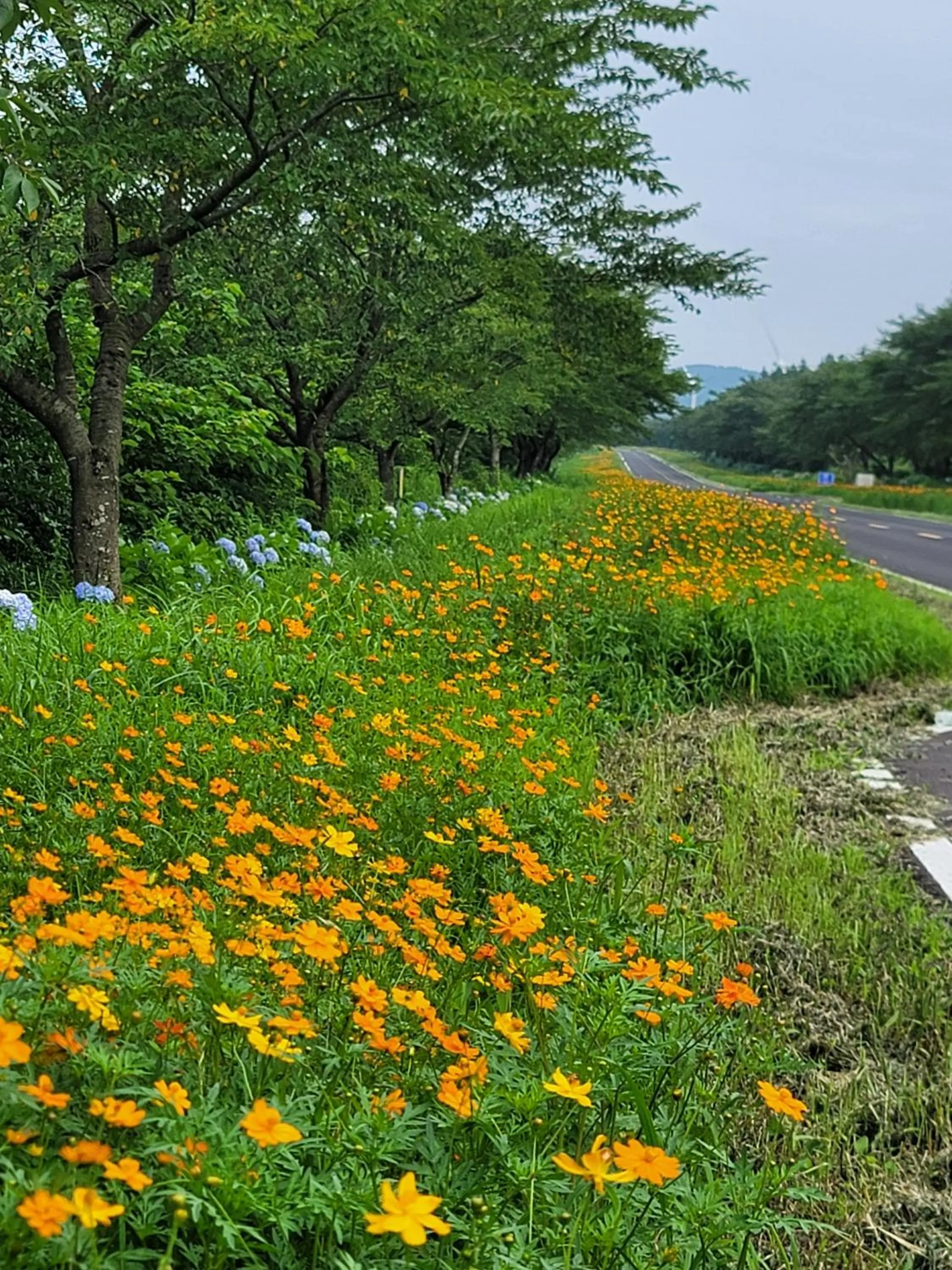 Natural landscape in Brassica Flower Pension