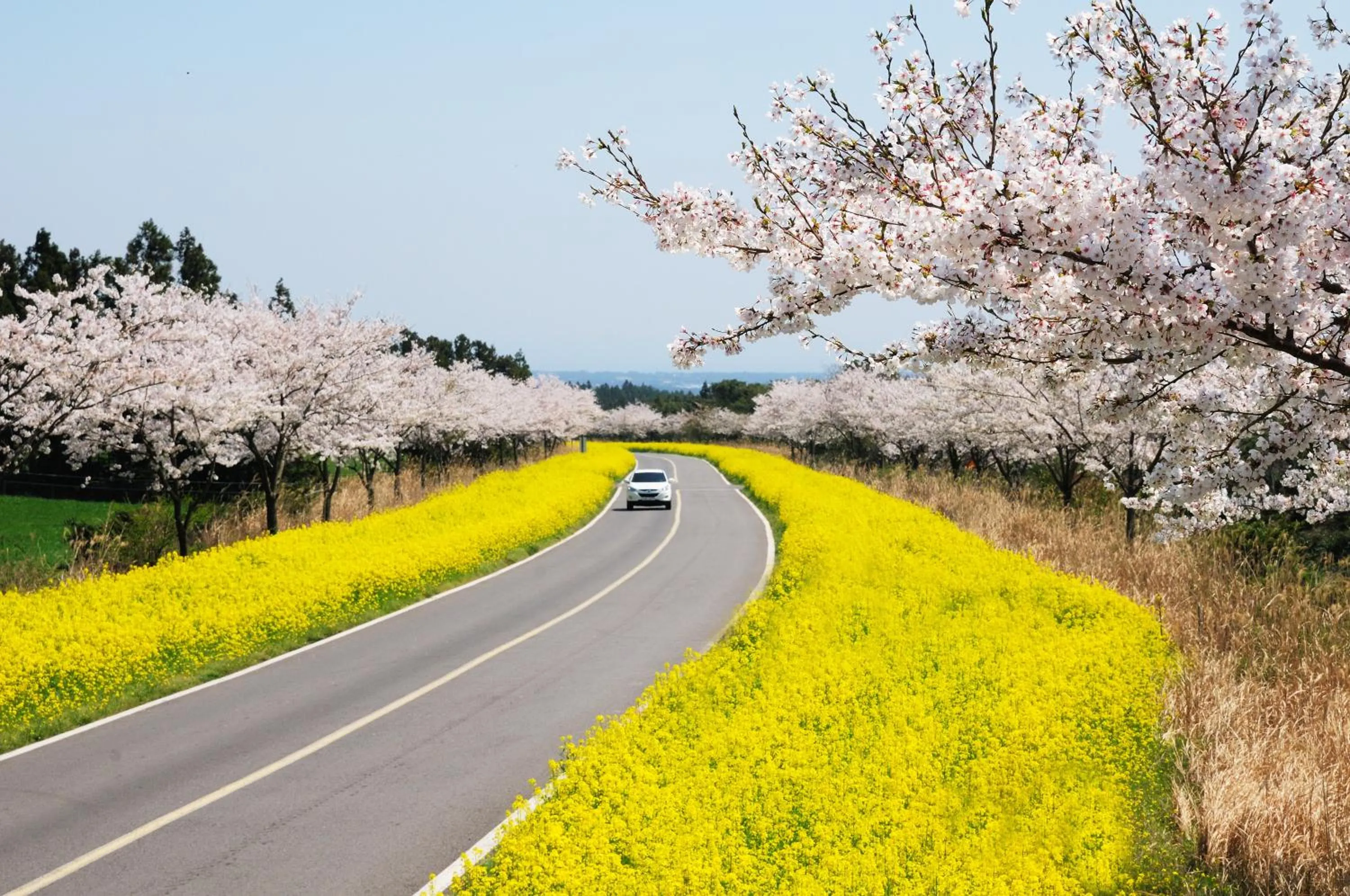 Neighbourhood in Brassica Flower Pension