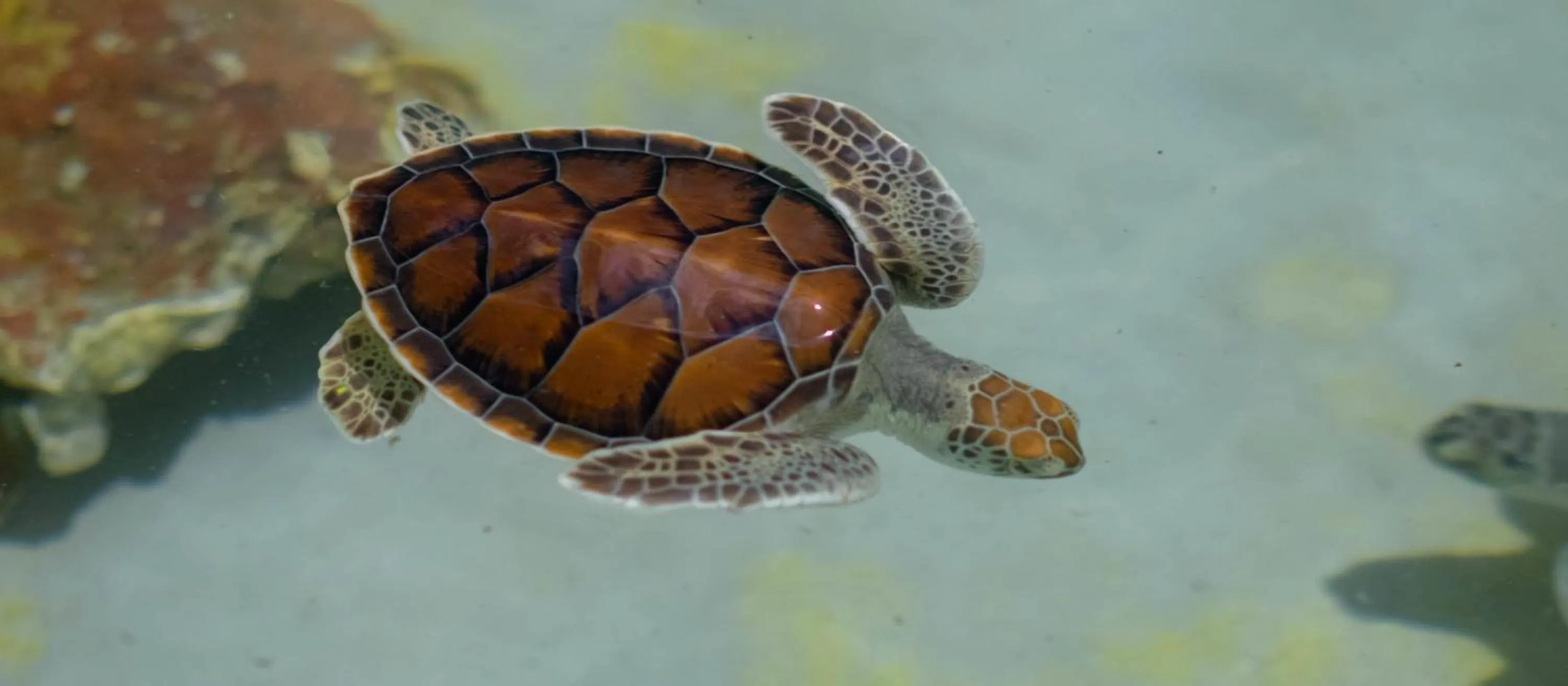 Property building in Occidental at Xcaret Destination - All Inclusive