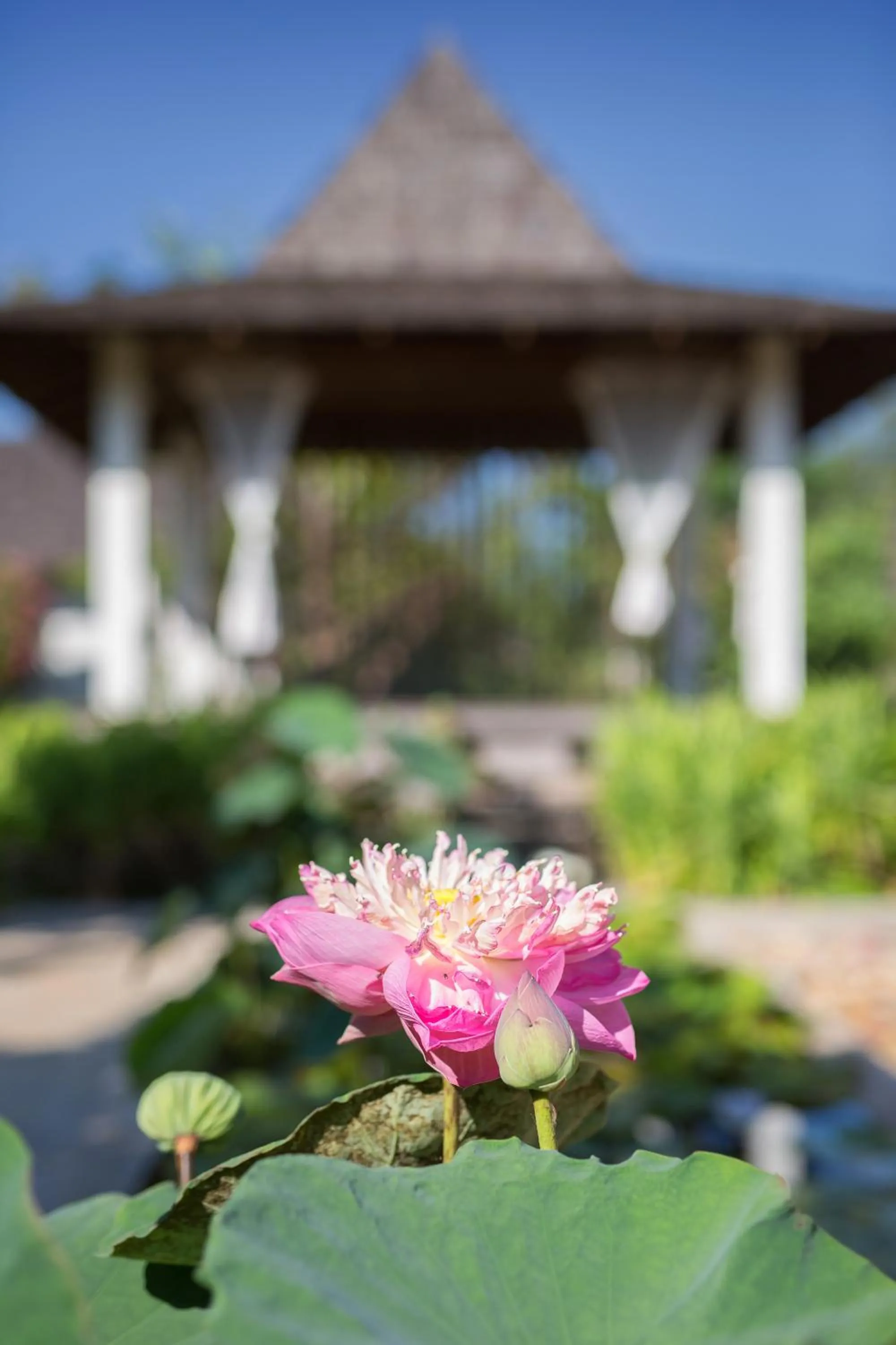 Garden in Mira Montra Resort Koh Mak