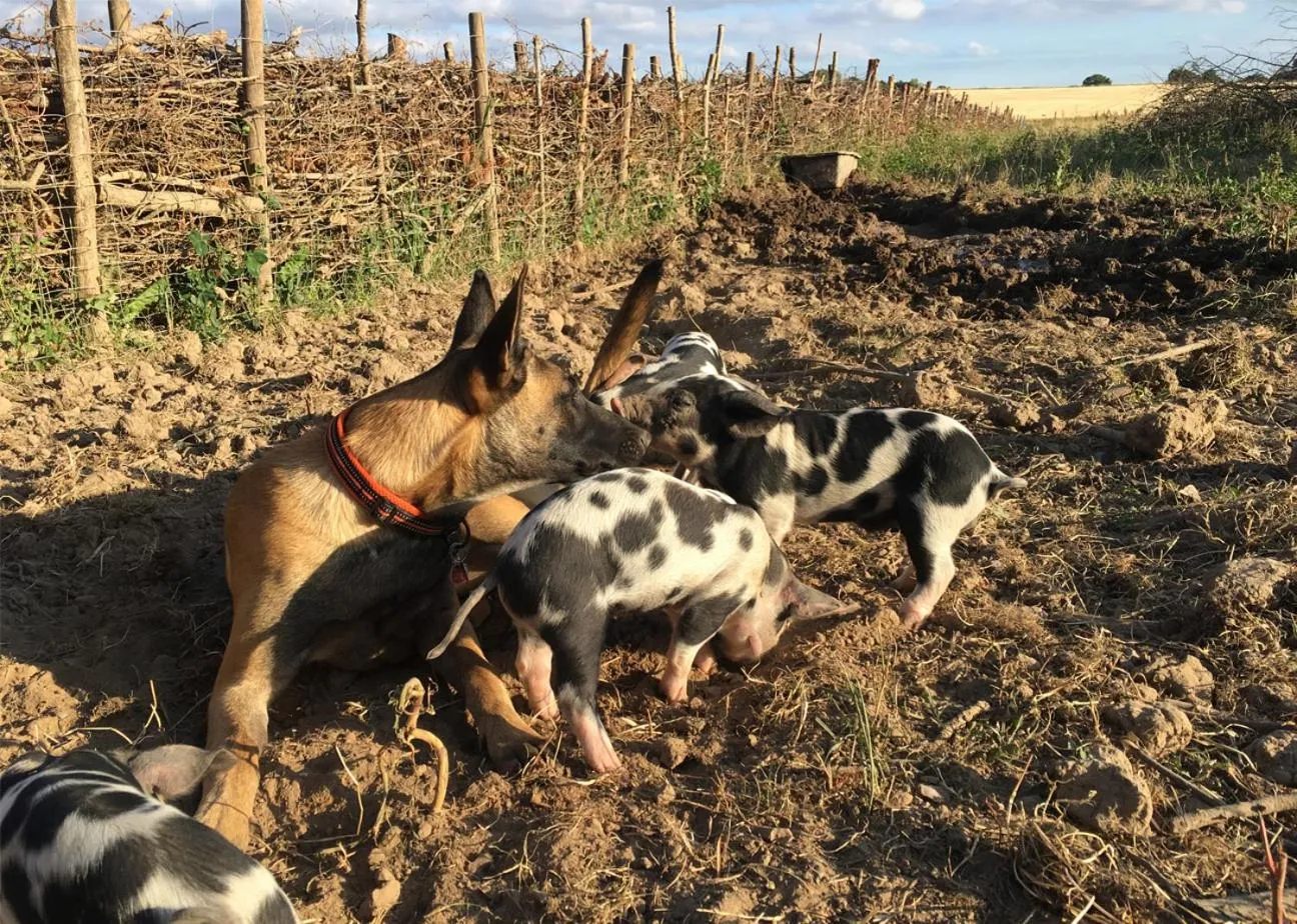Animals in Hørhaven B&B