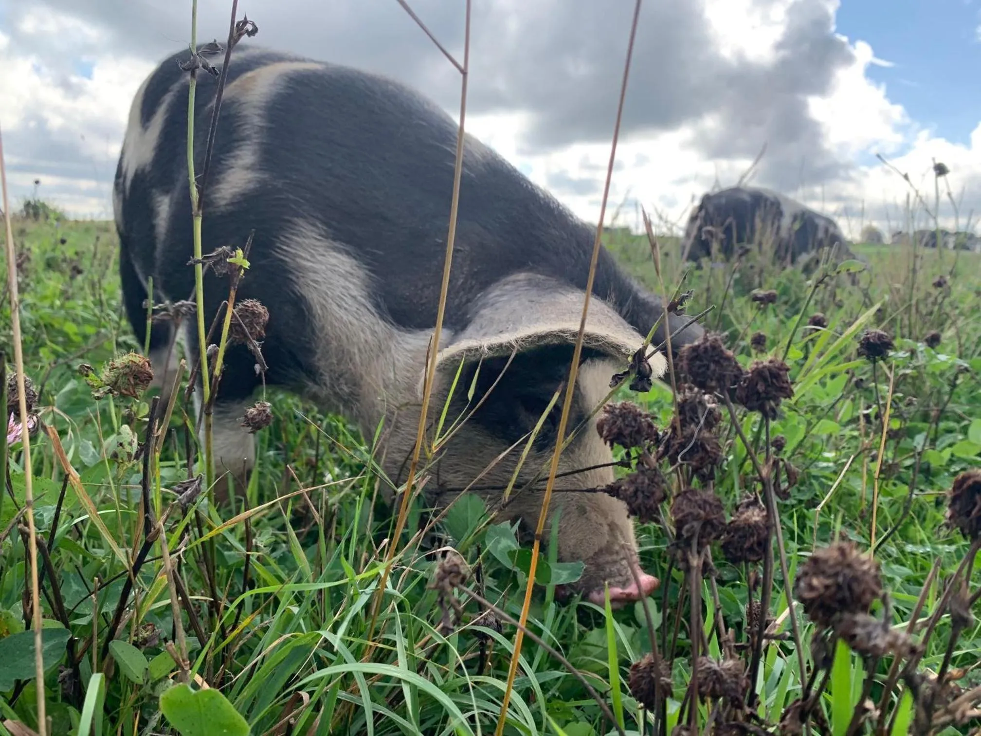 View (from property/room) in Hørhaven B&B