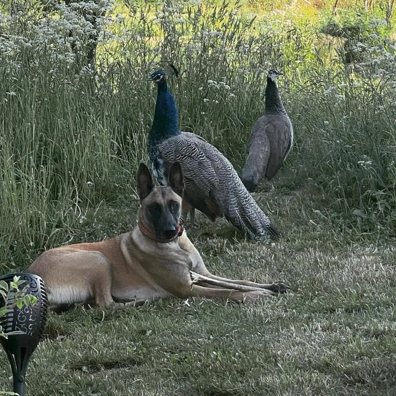 Summer in Hørhaven B&B