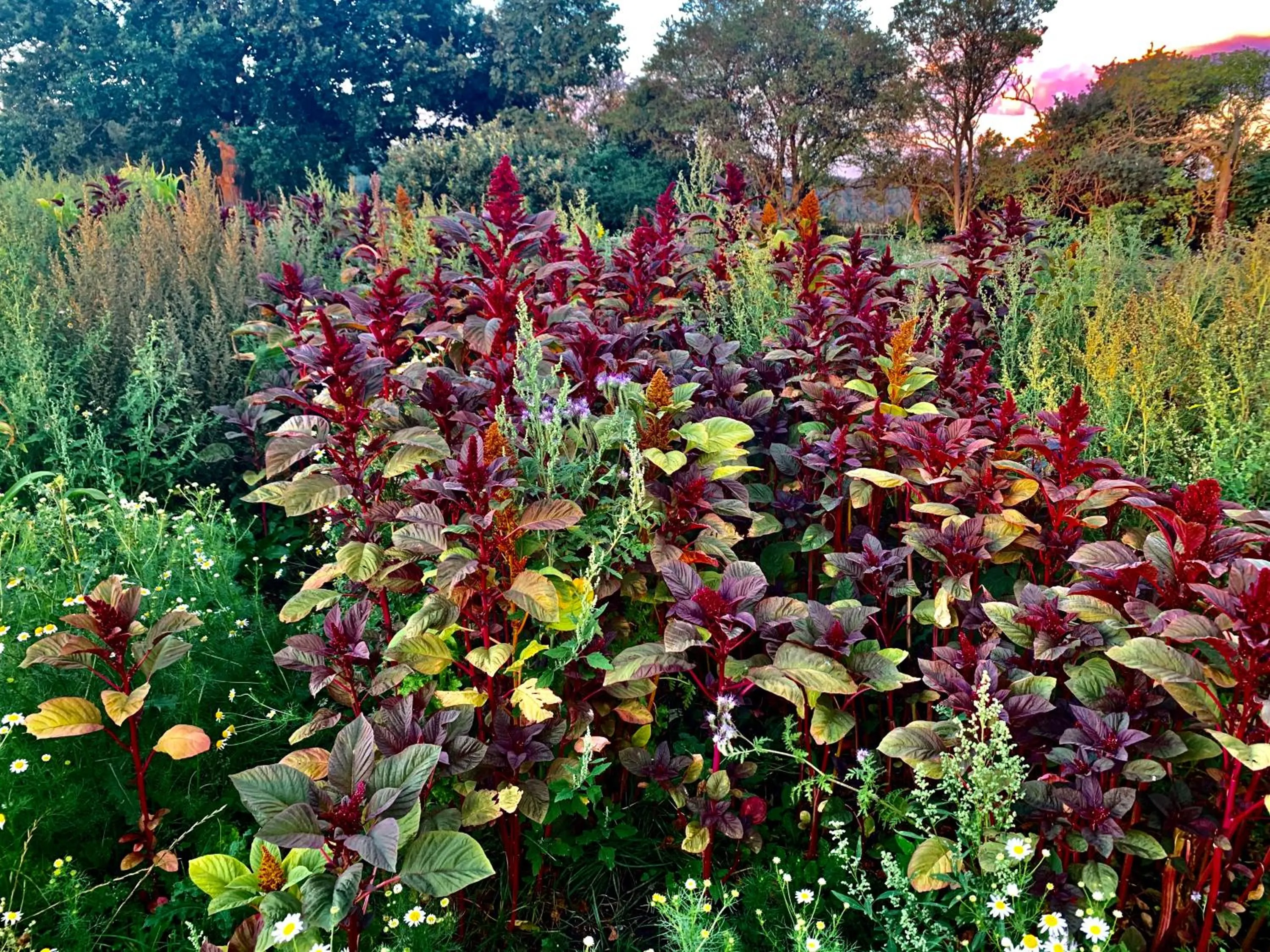 Natural landscape in Hørhaven B&B