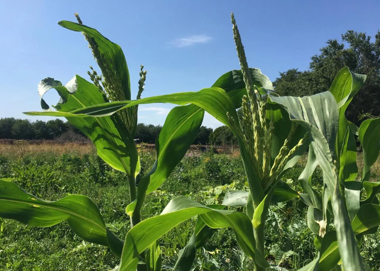 Garden in Hørhaven B&B