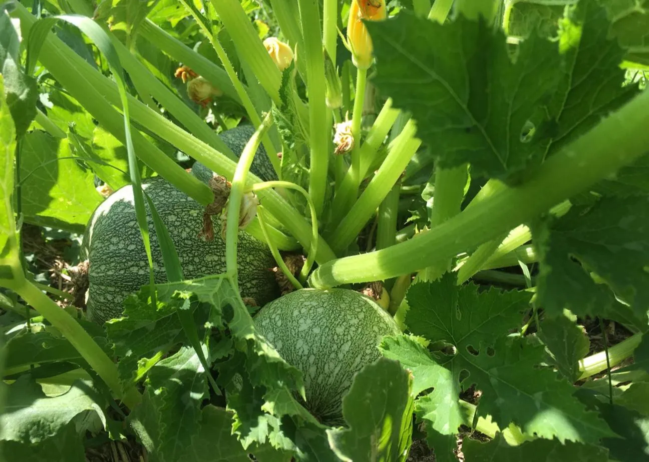 Garden in Hørhaven B&B