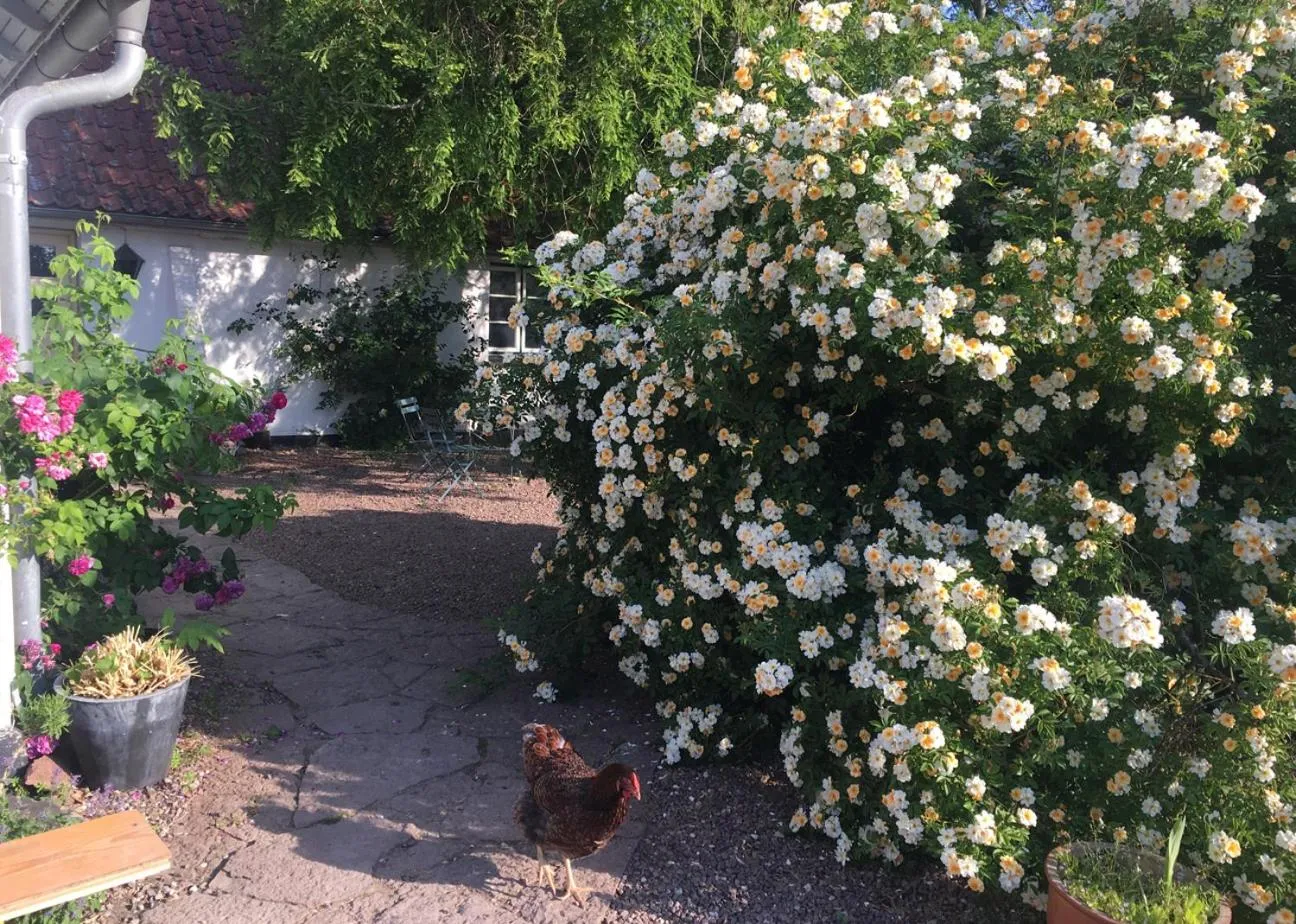 Patio in Hørhaven B&B