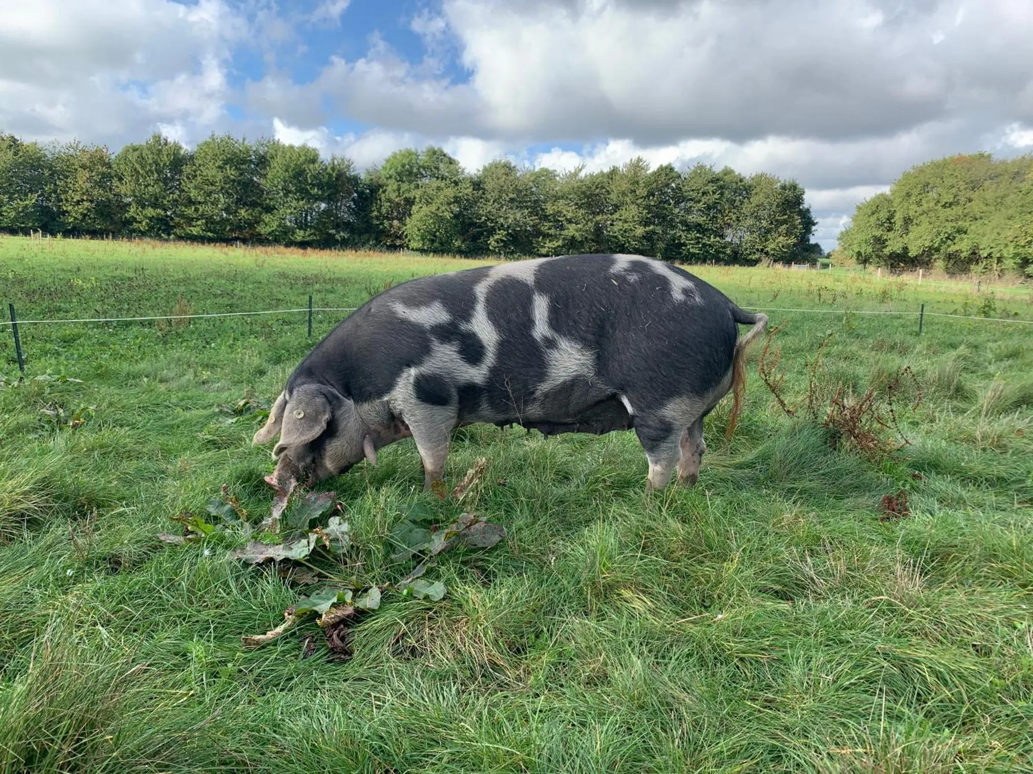 Natural landscape in Hørhaven B&B
