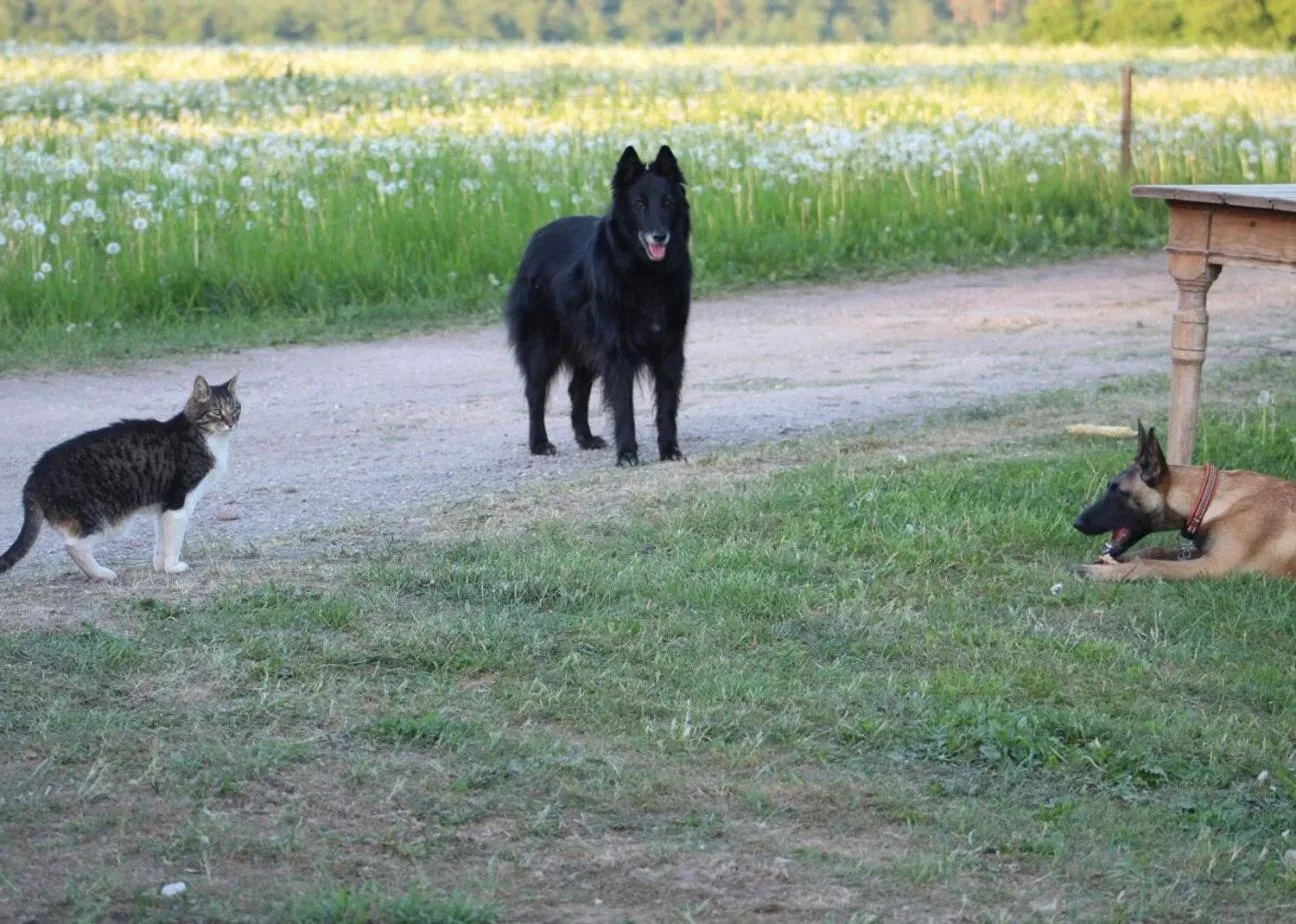 Pets in Hørhaven B&B
