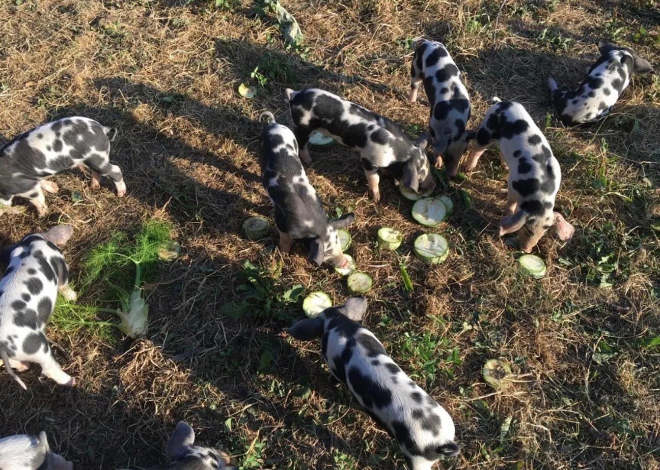 Animals in Hørhaven B&B