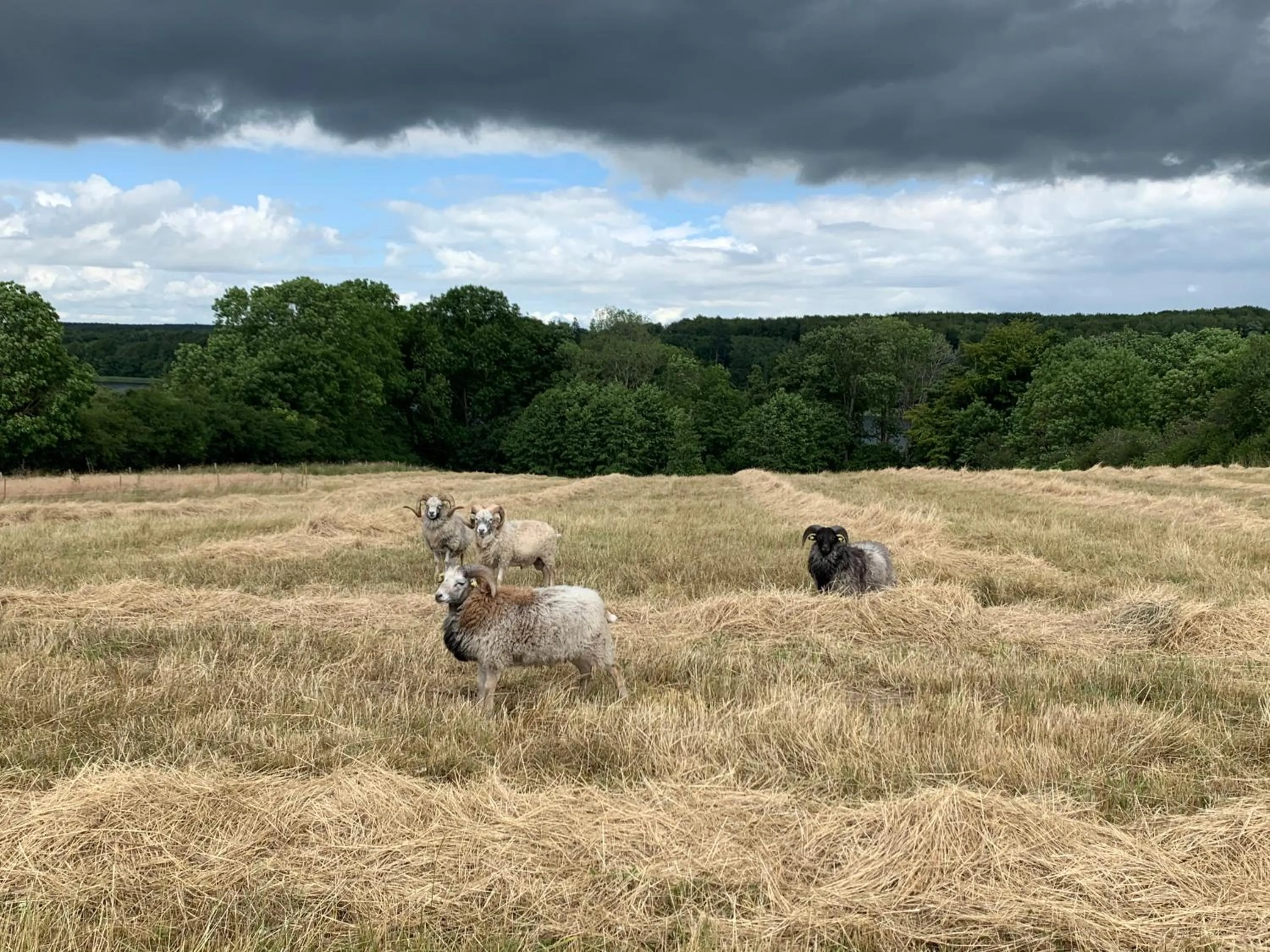 Natural landscape in Hørhaven B&B