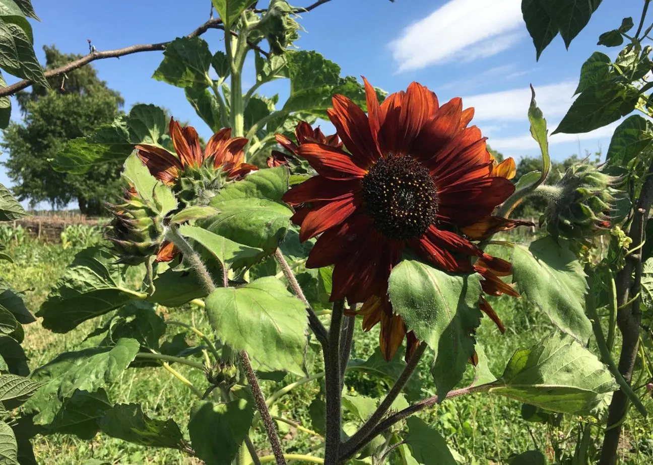 Garden in Hørhaven B&B