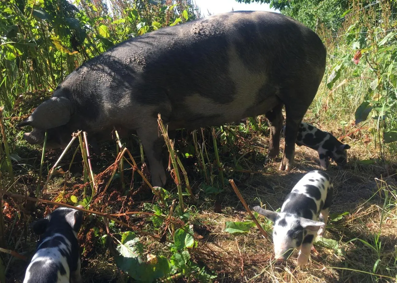 Animals in Hørhaven B&B