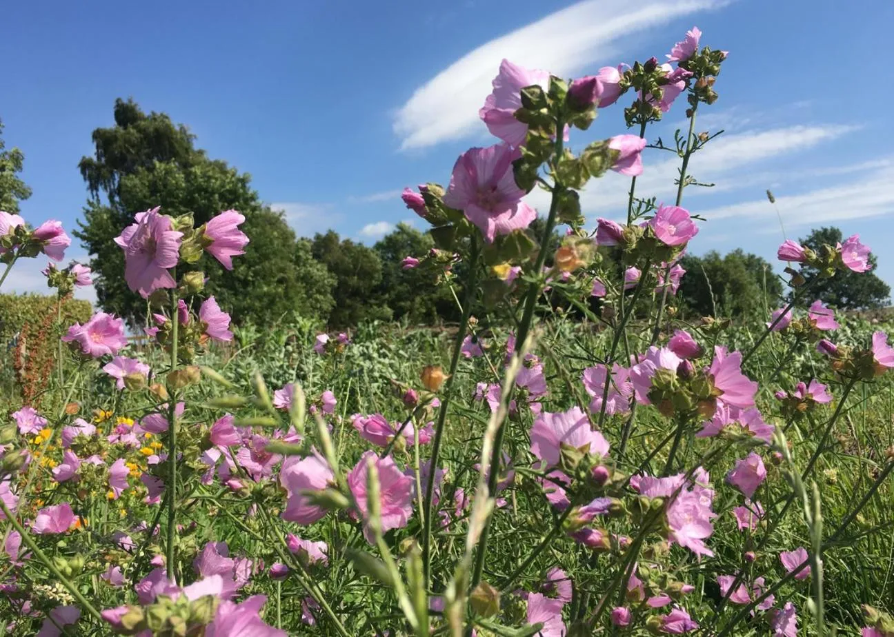 Garden in Hørhaven B&B