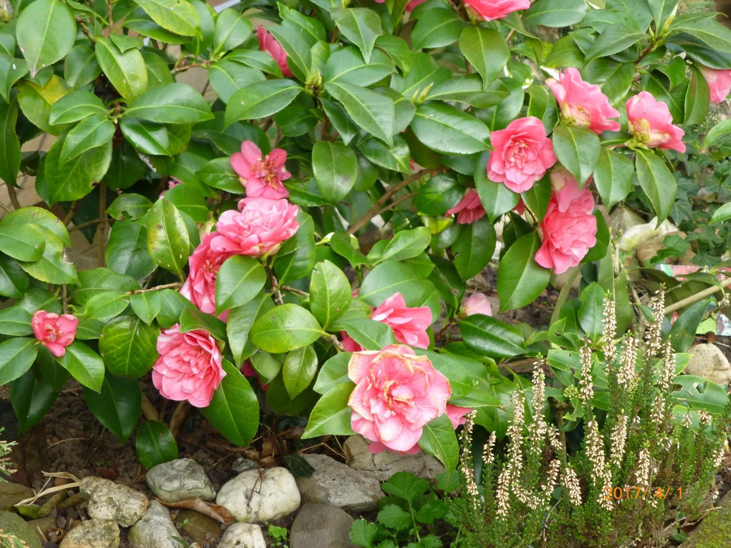 Garden in Wiersse 68