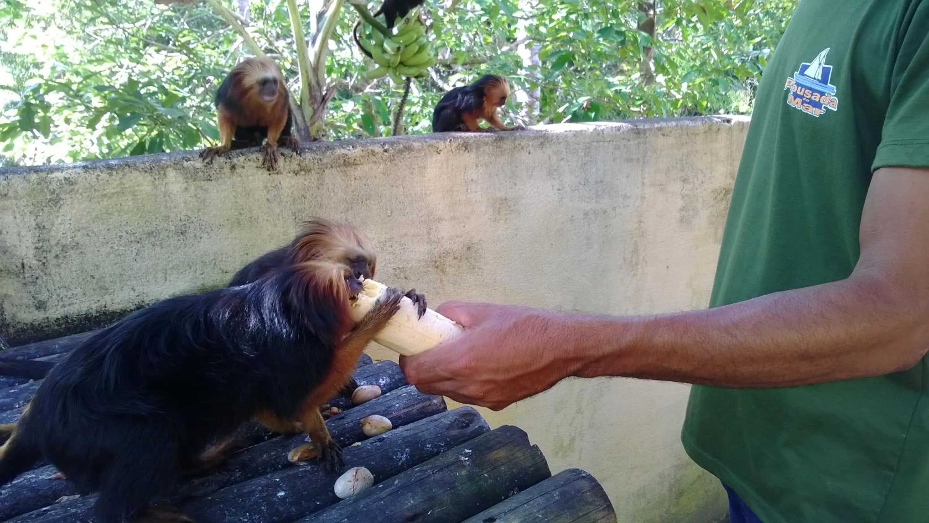 Animals in Pousada do Mar