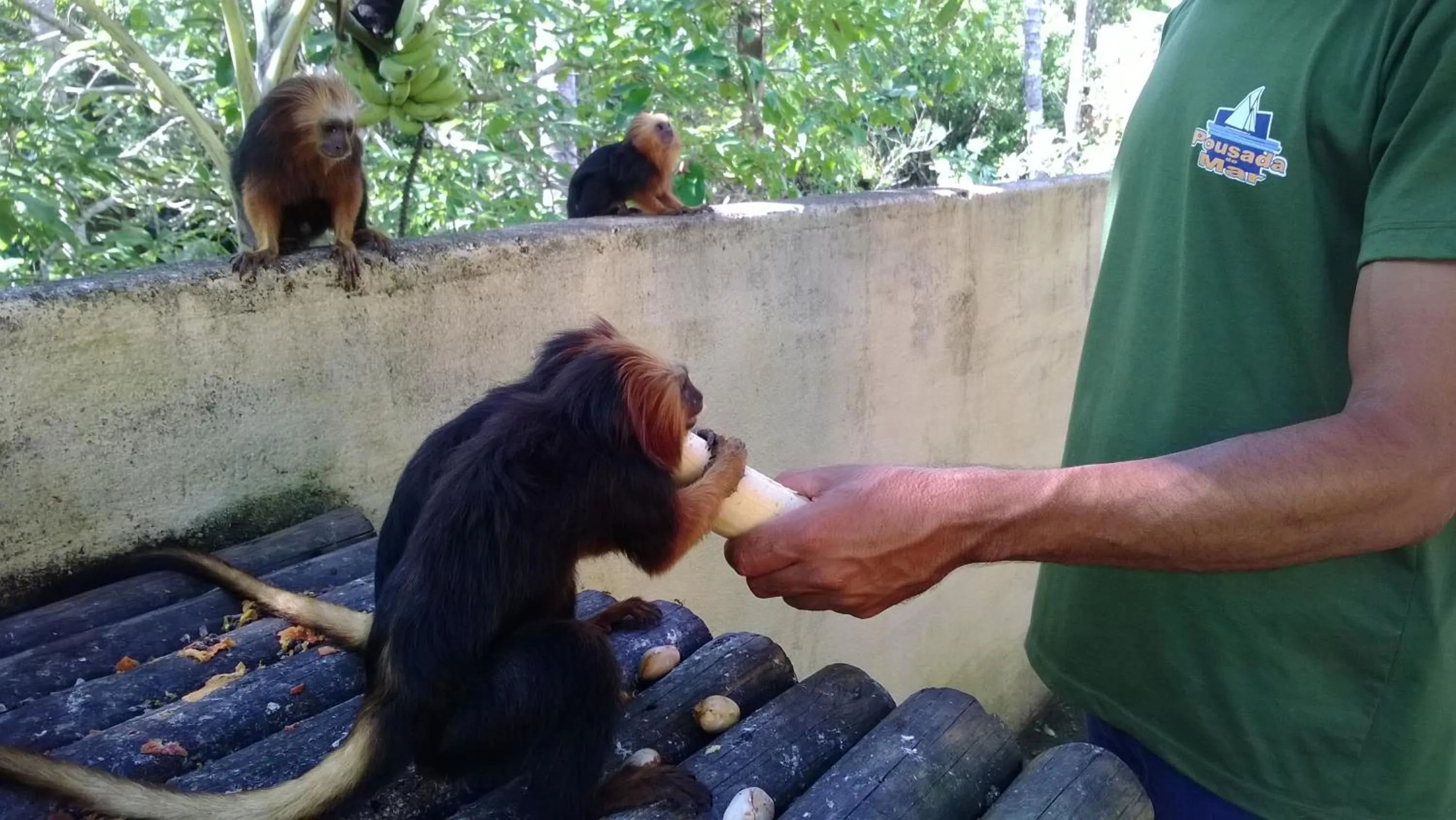 Animals in Pousada do Mar