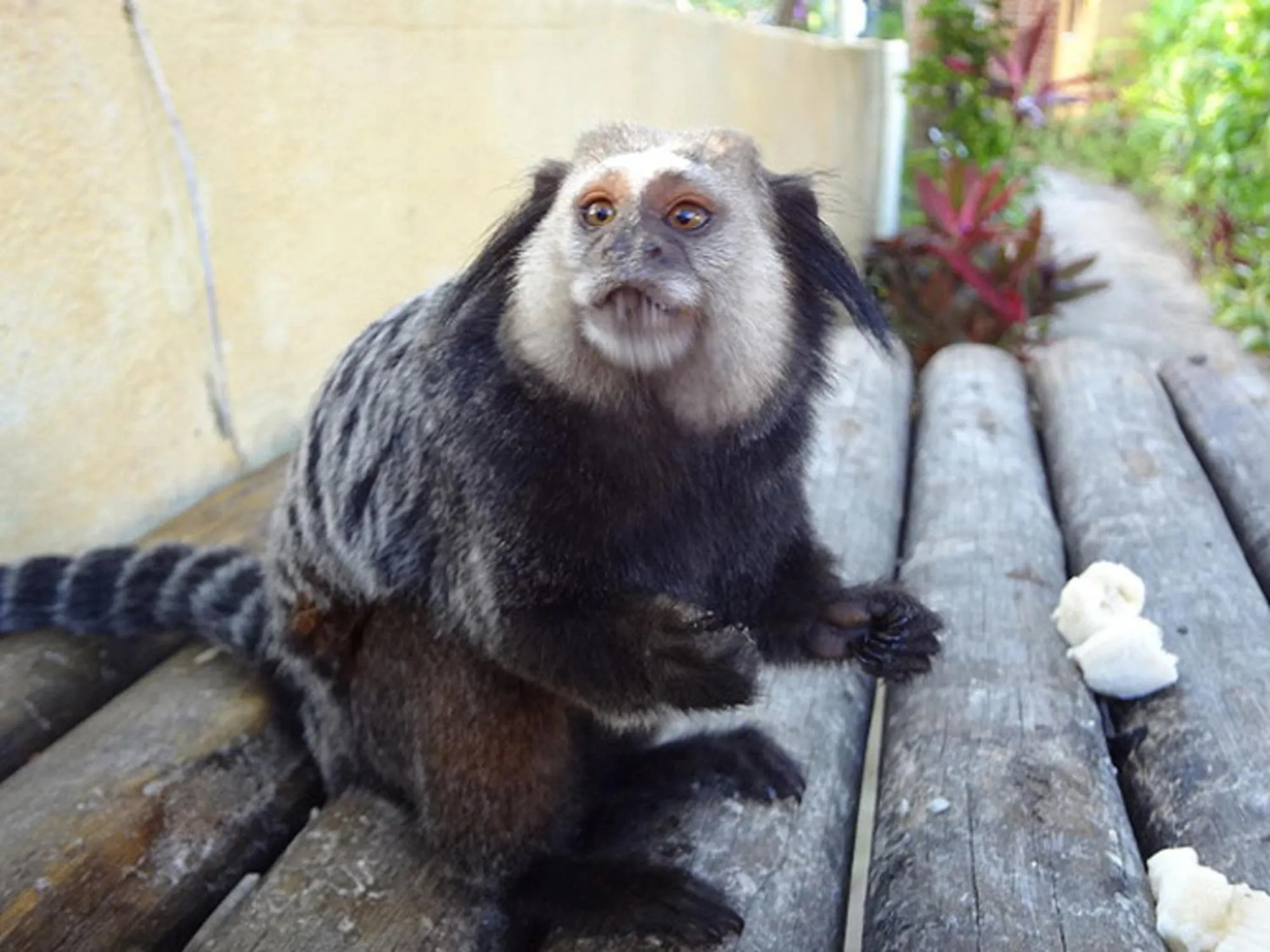 Animals in Pousada do Mar