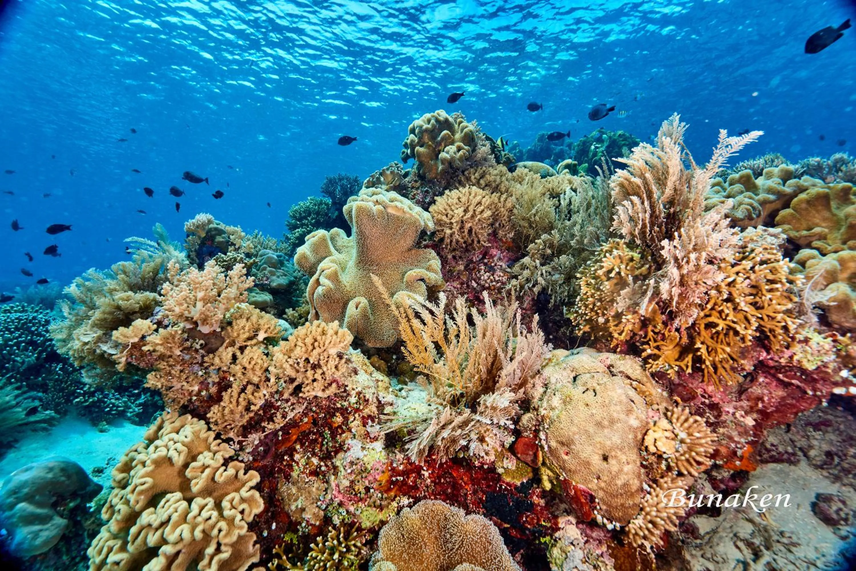 Diving in Cocotinos Manado