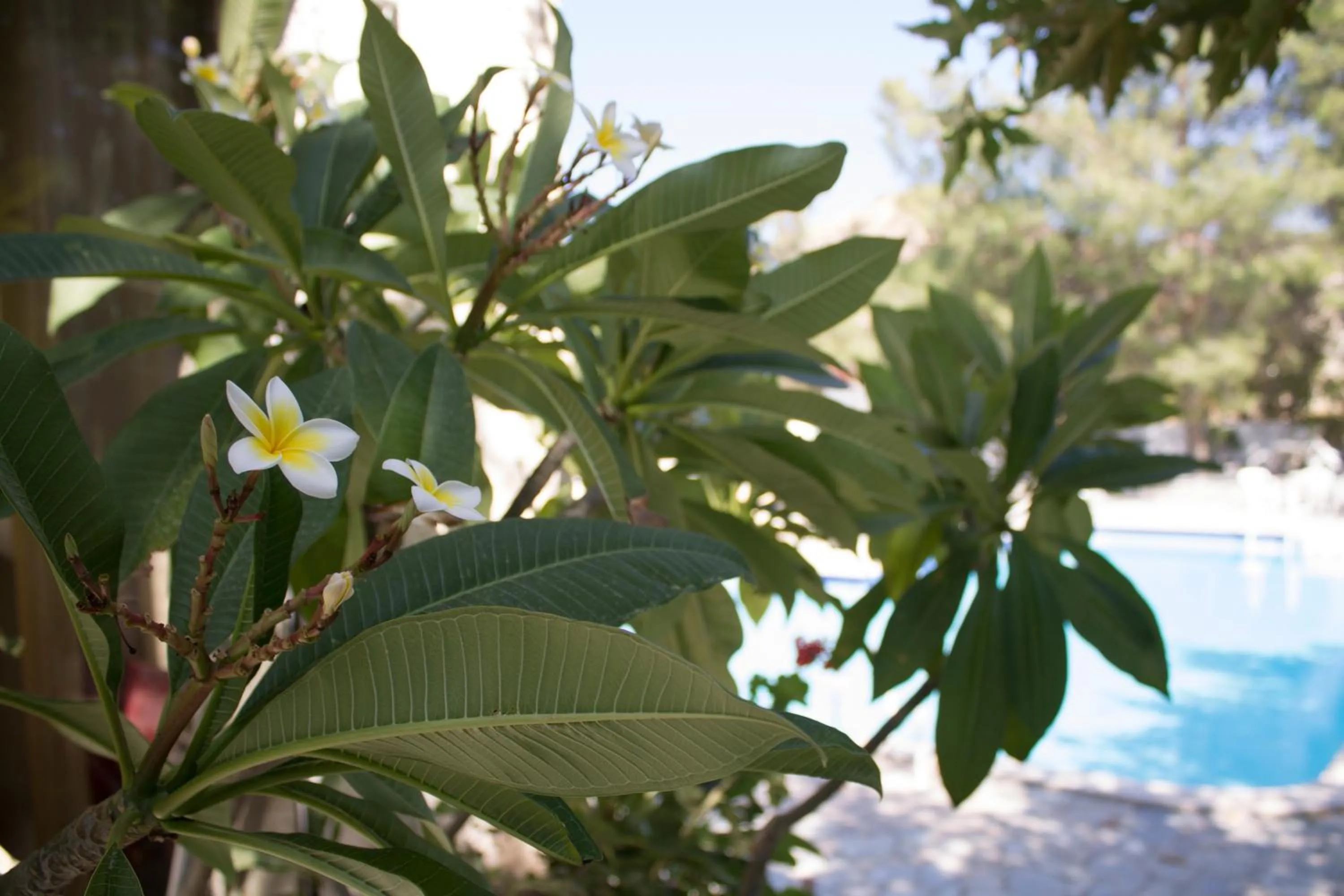Garden in Esperides Hotel
