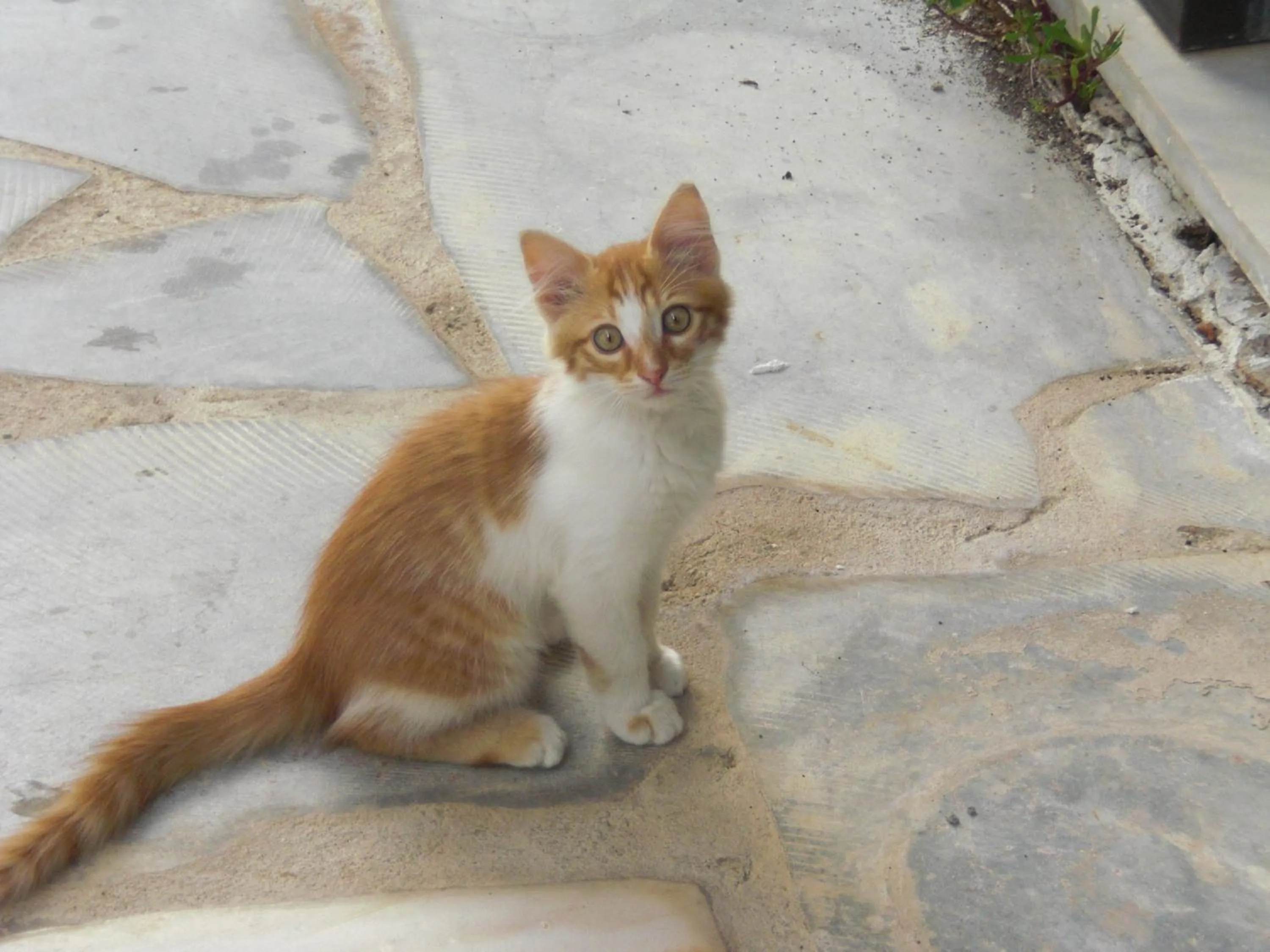 Pets in Esperides Hotel