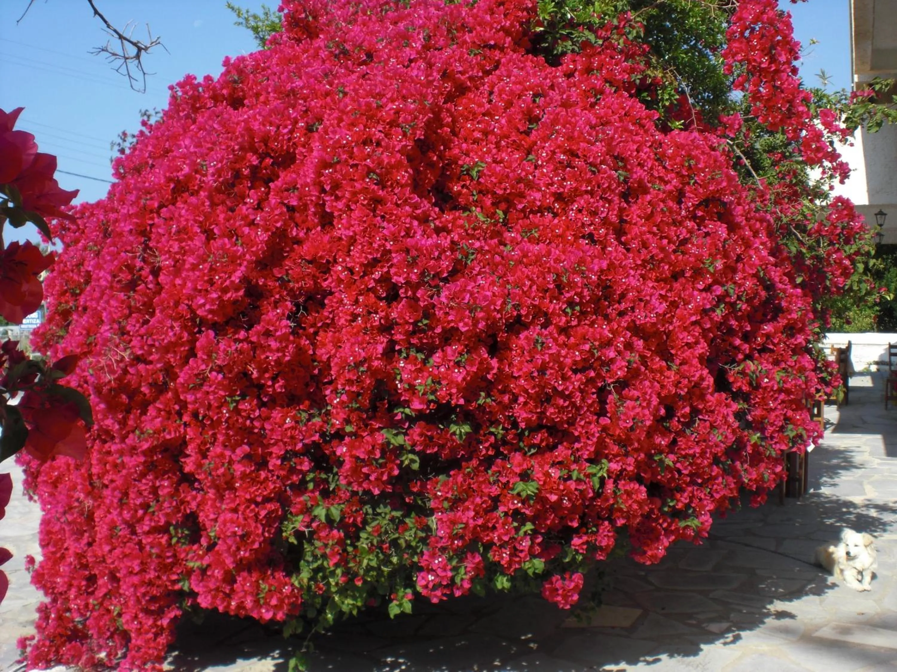 Garden in Esperides Hotel