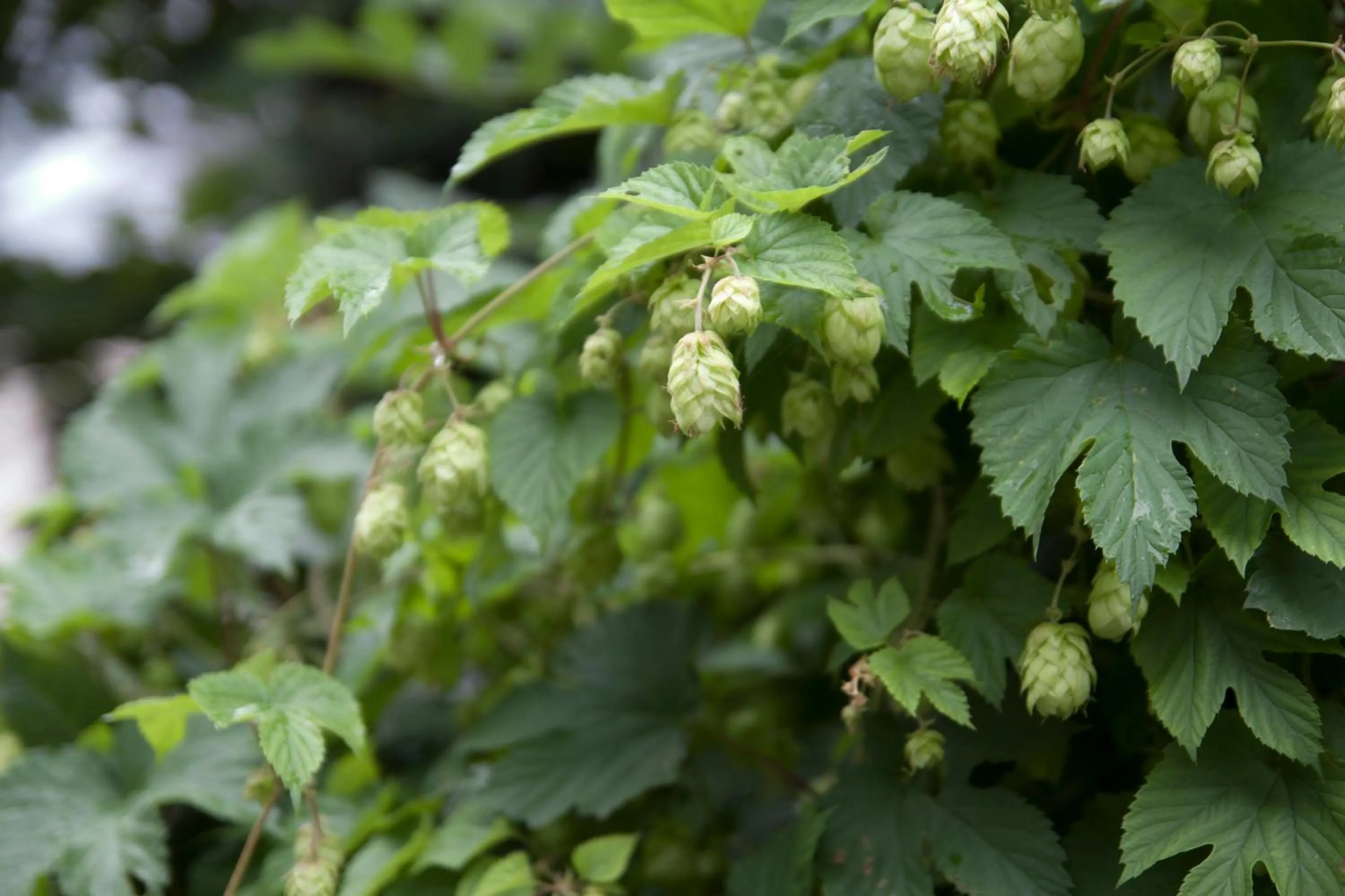 Garden in Frühstücks Pension Zum Postillion