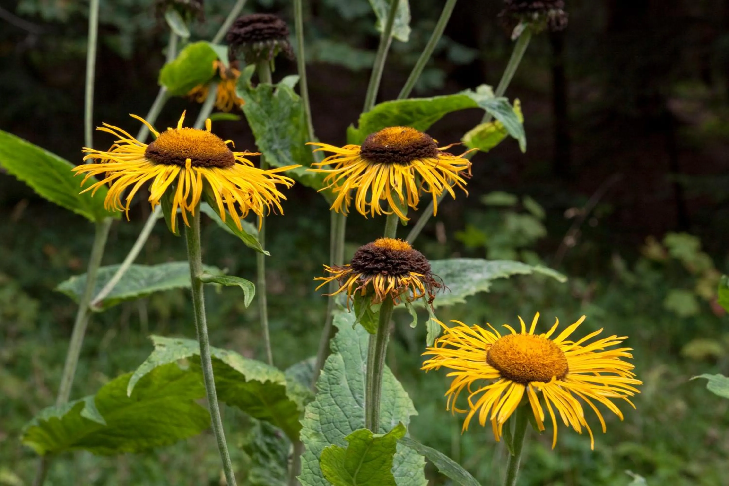 Garden in Frühstücks Pension Zum Postillion