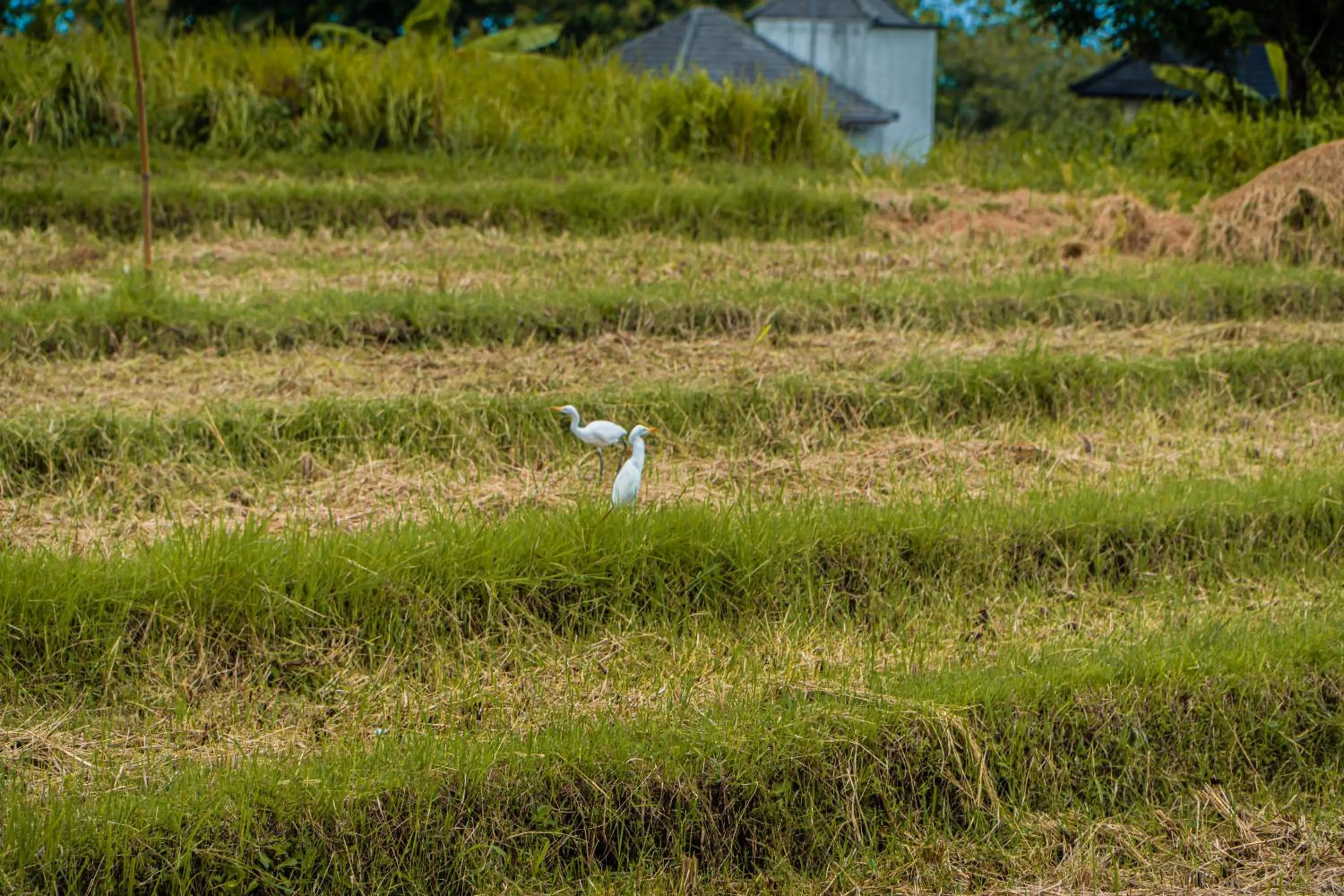 View (from property/room) in Umadhatu Resort by Amerta