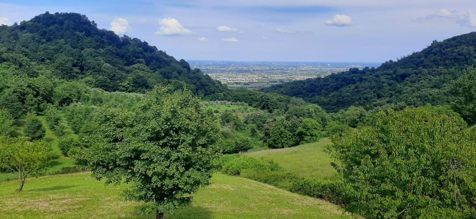 Garden in Albergo Torre