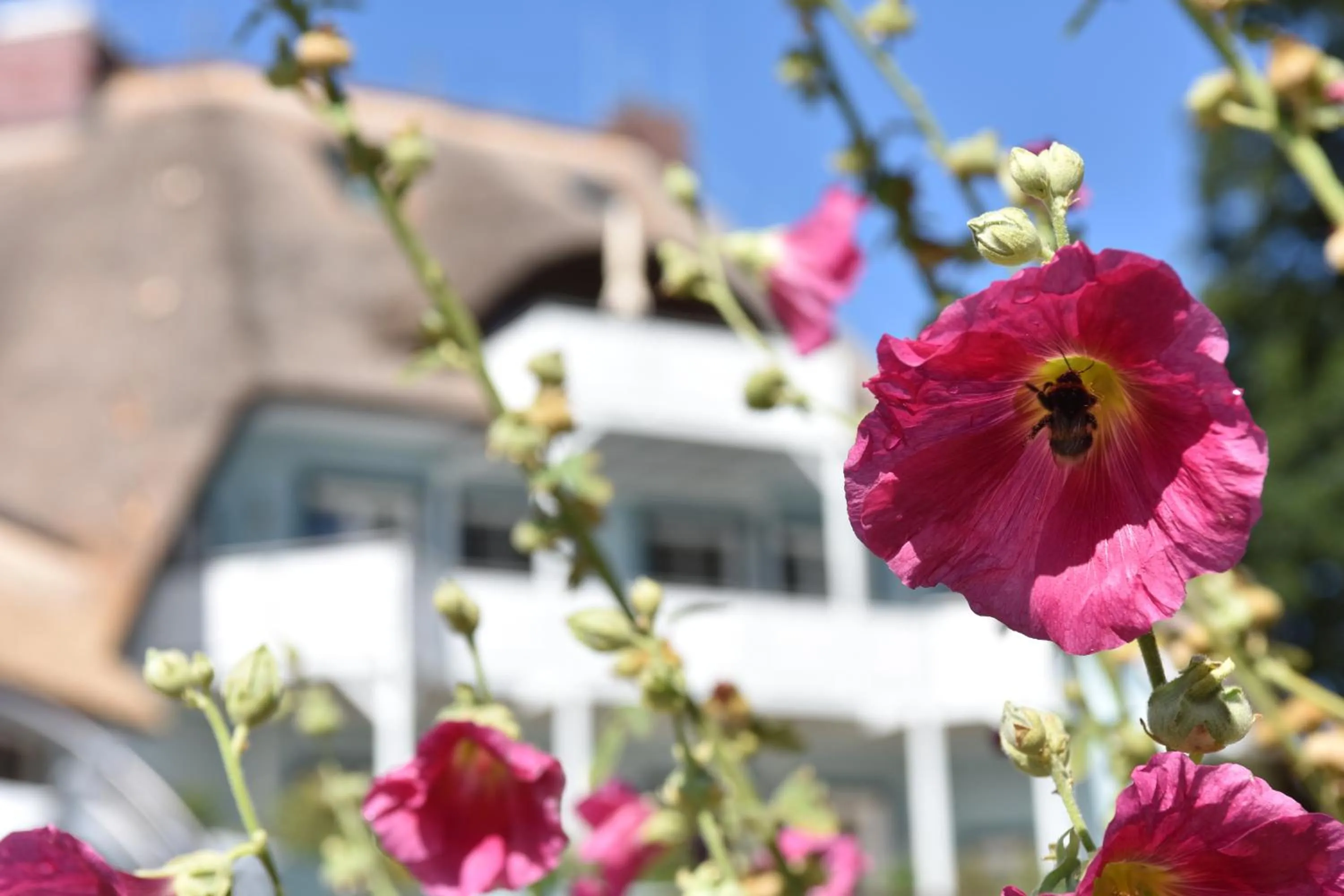 Day in Romantik Hotel Fischerwiege