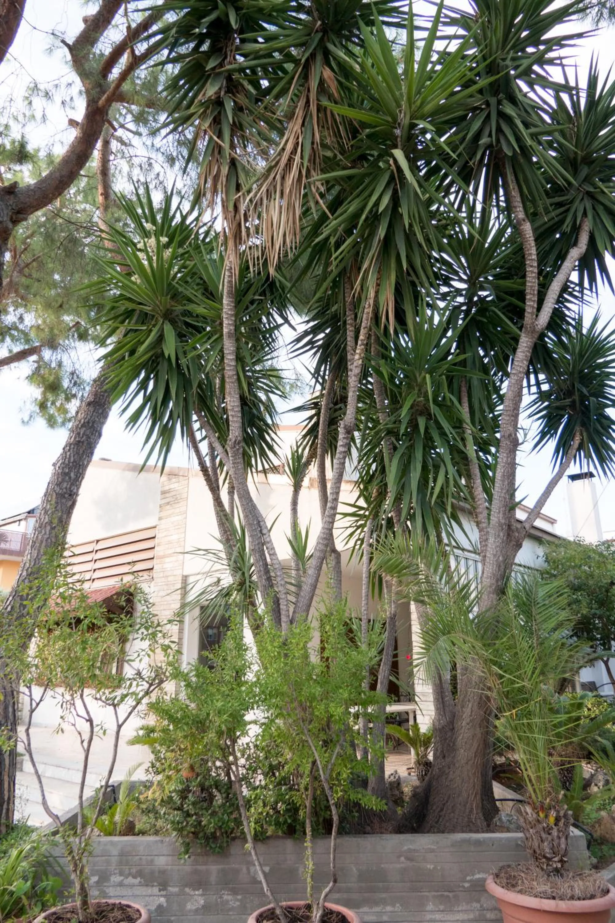 Property building in Yucca Camere & Suite