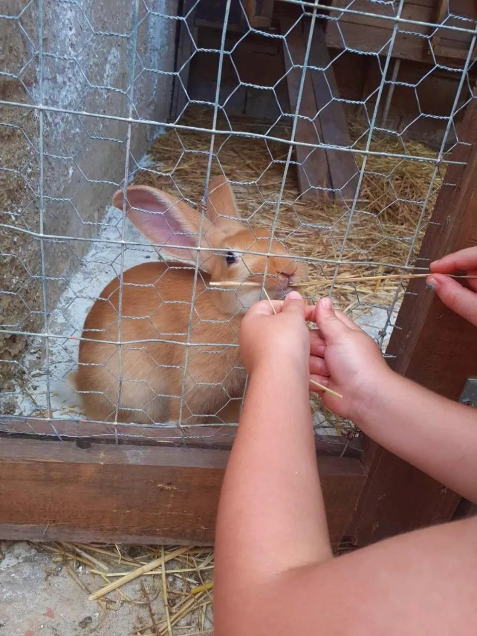 Animals in Colle San Mauro
