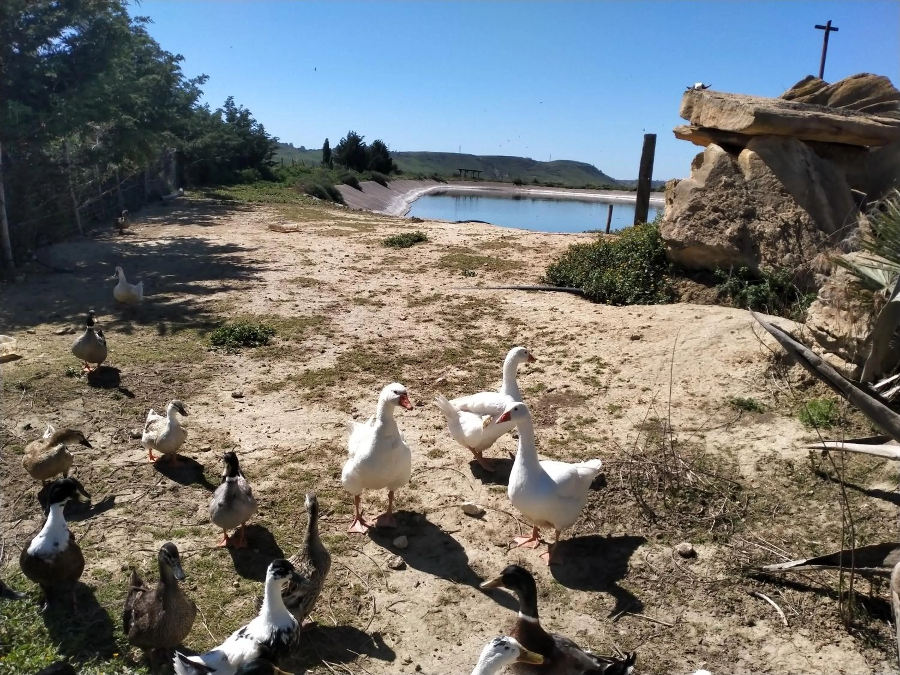 Animals in Colle San Mauro