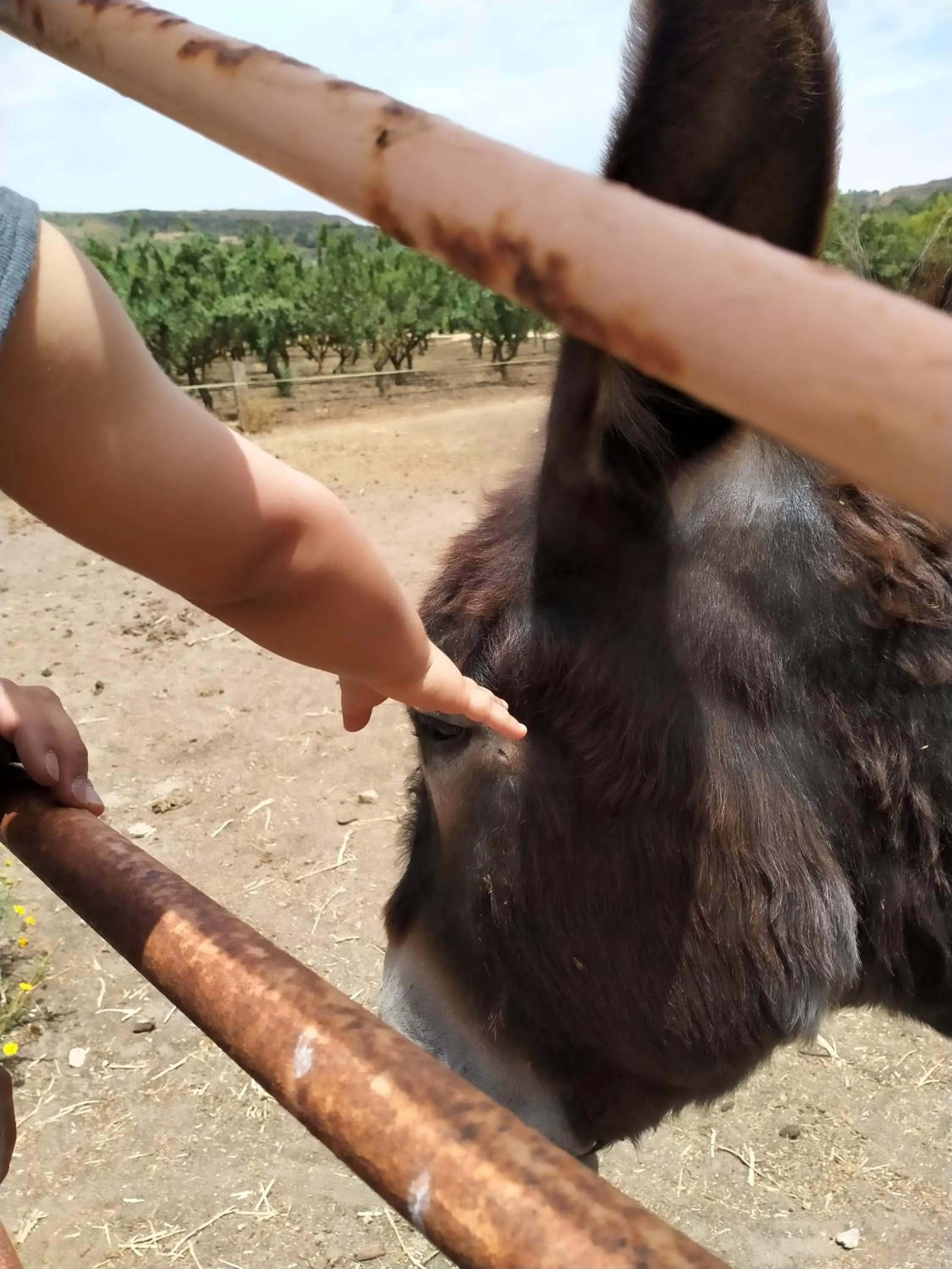 Animals in Colle San Mauro