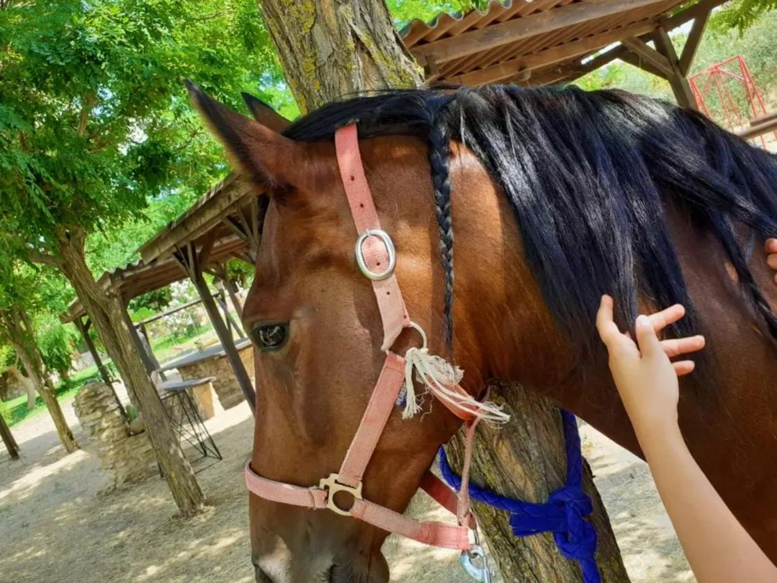 Horse-riding in Colle San Mauro