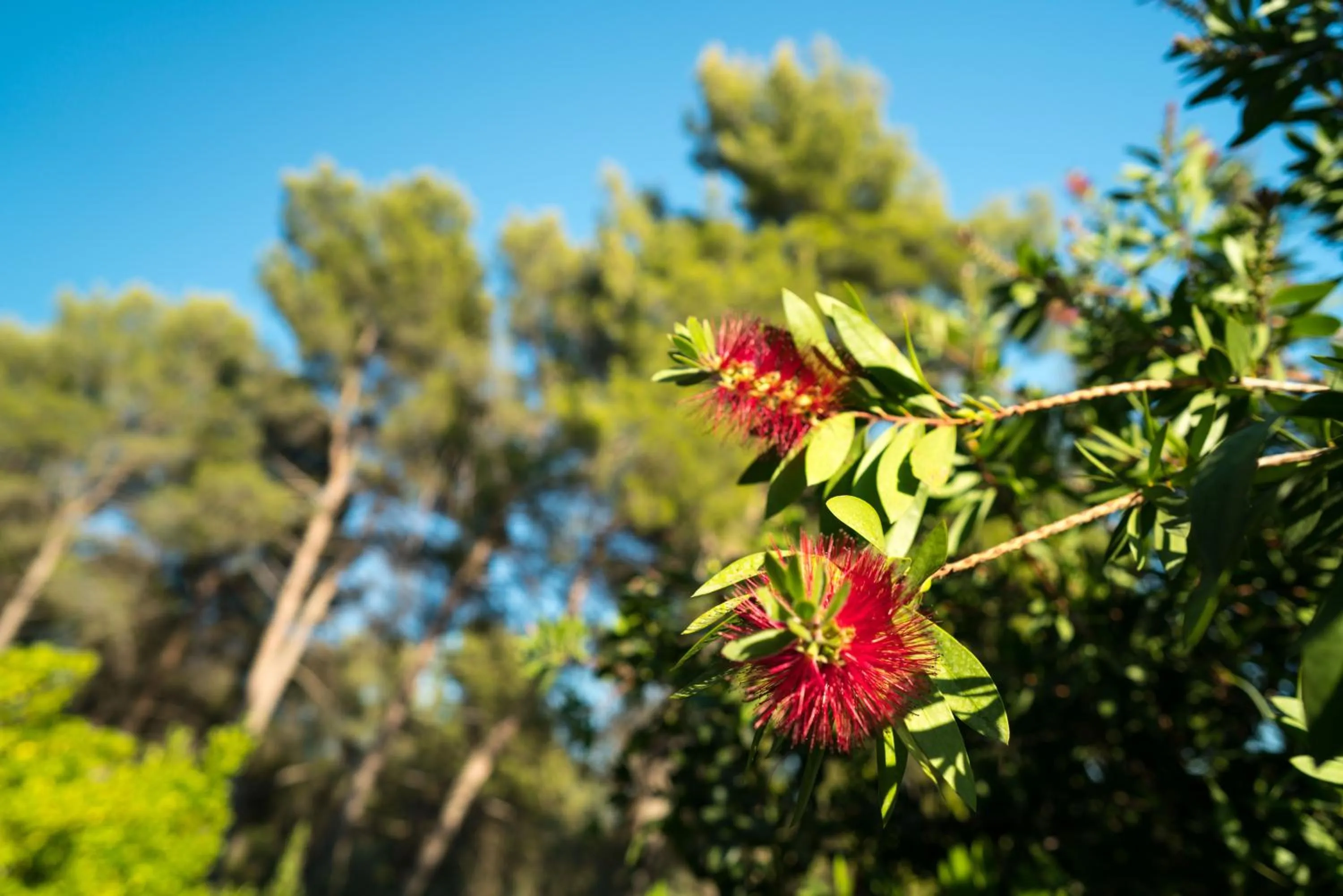 Garden in Domaine de Saint Clair