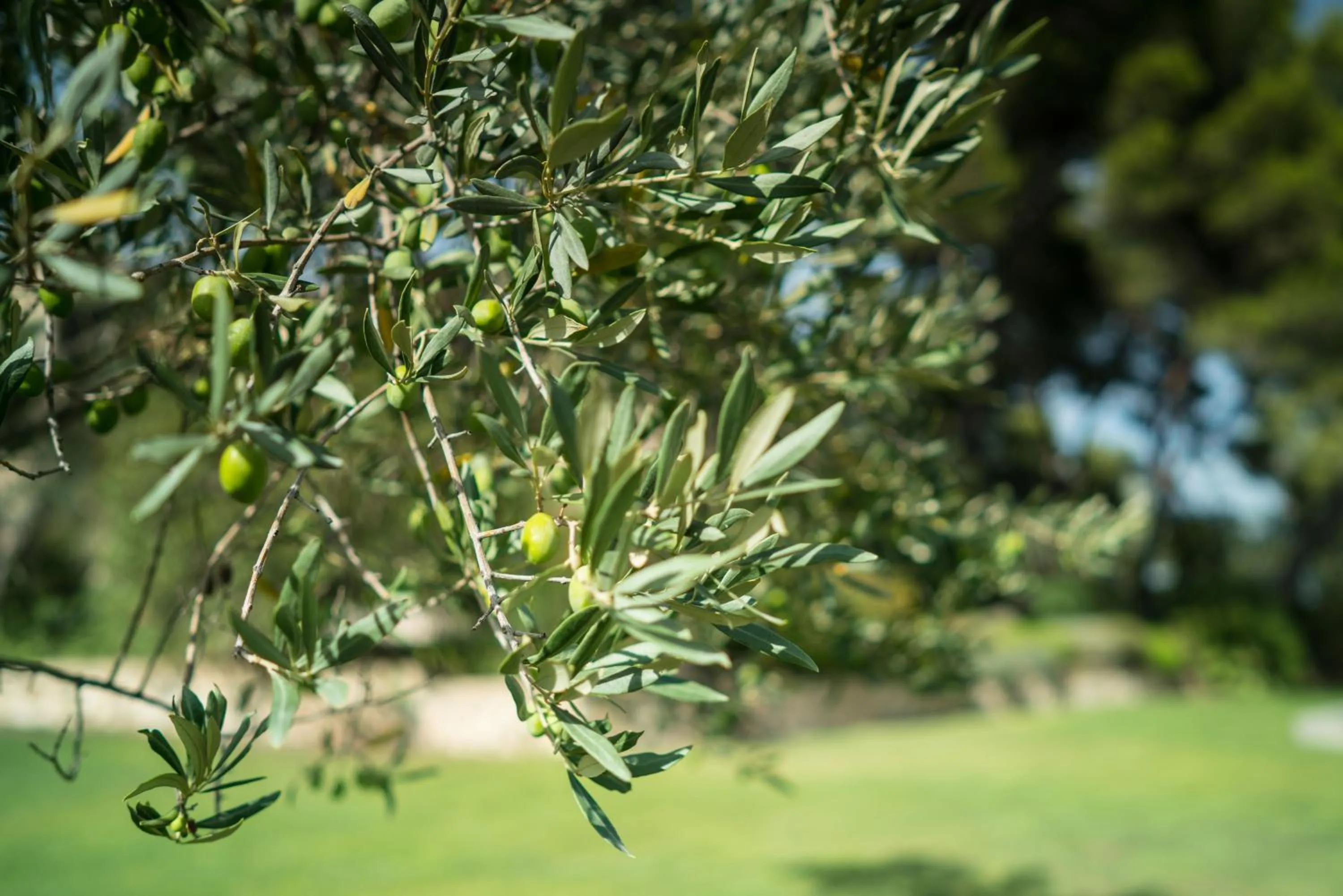 Garden in Domaine de Saint Clair