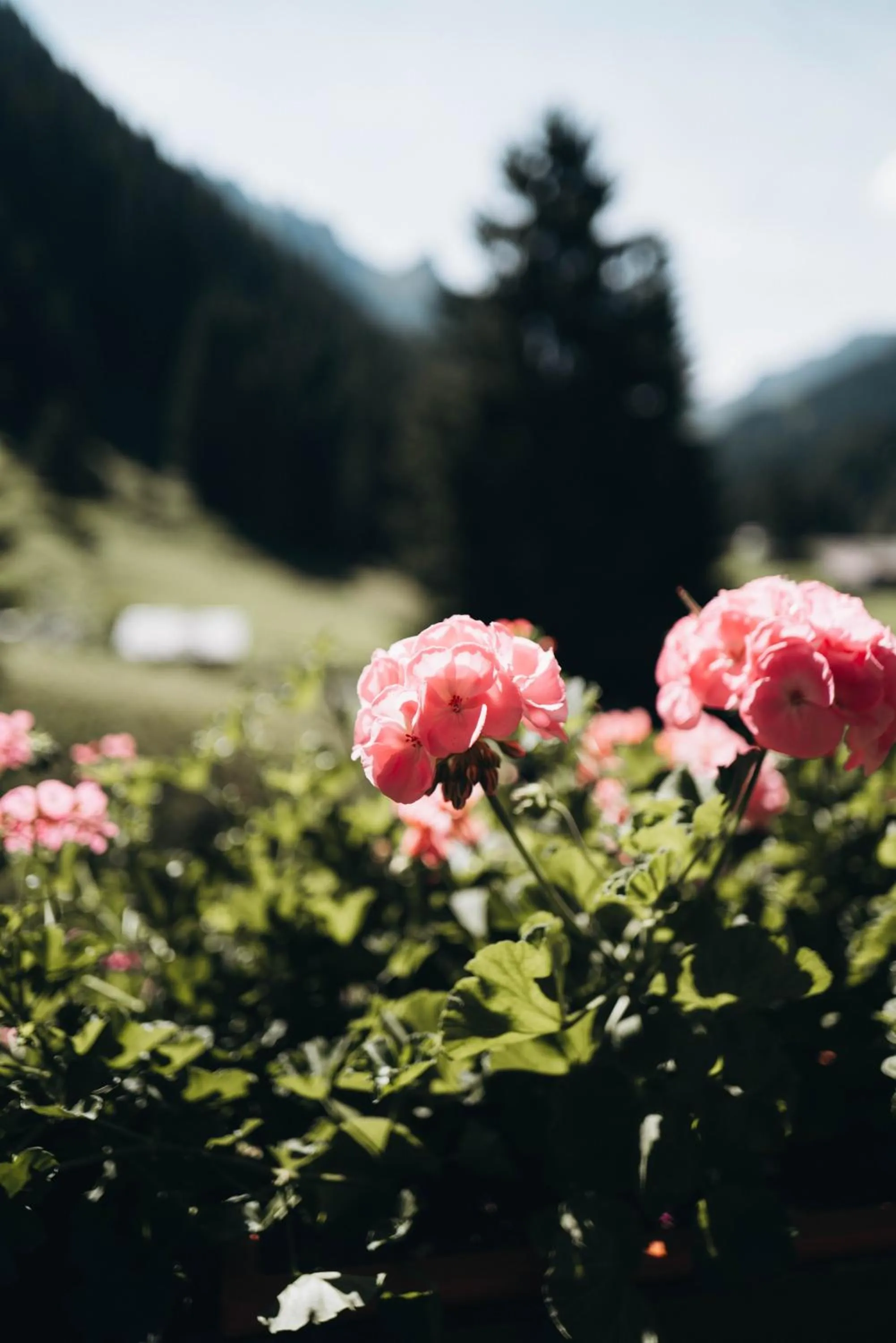 Garden in Heimspitze - Alpenhotel & Wirtshaus