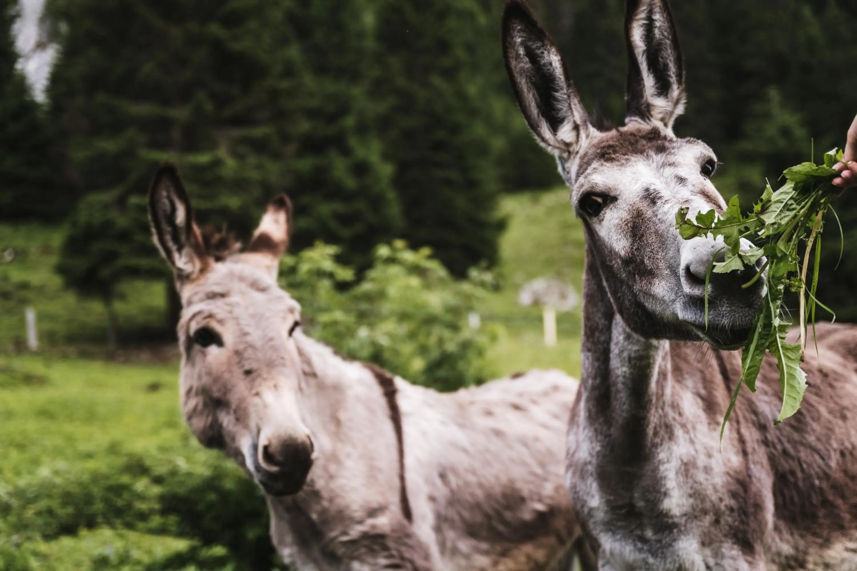 Animals in Heimspitze - Alpenhotel & Wirtshaus