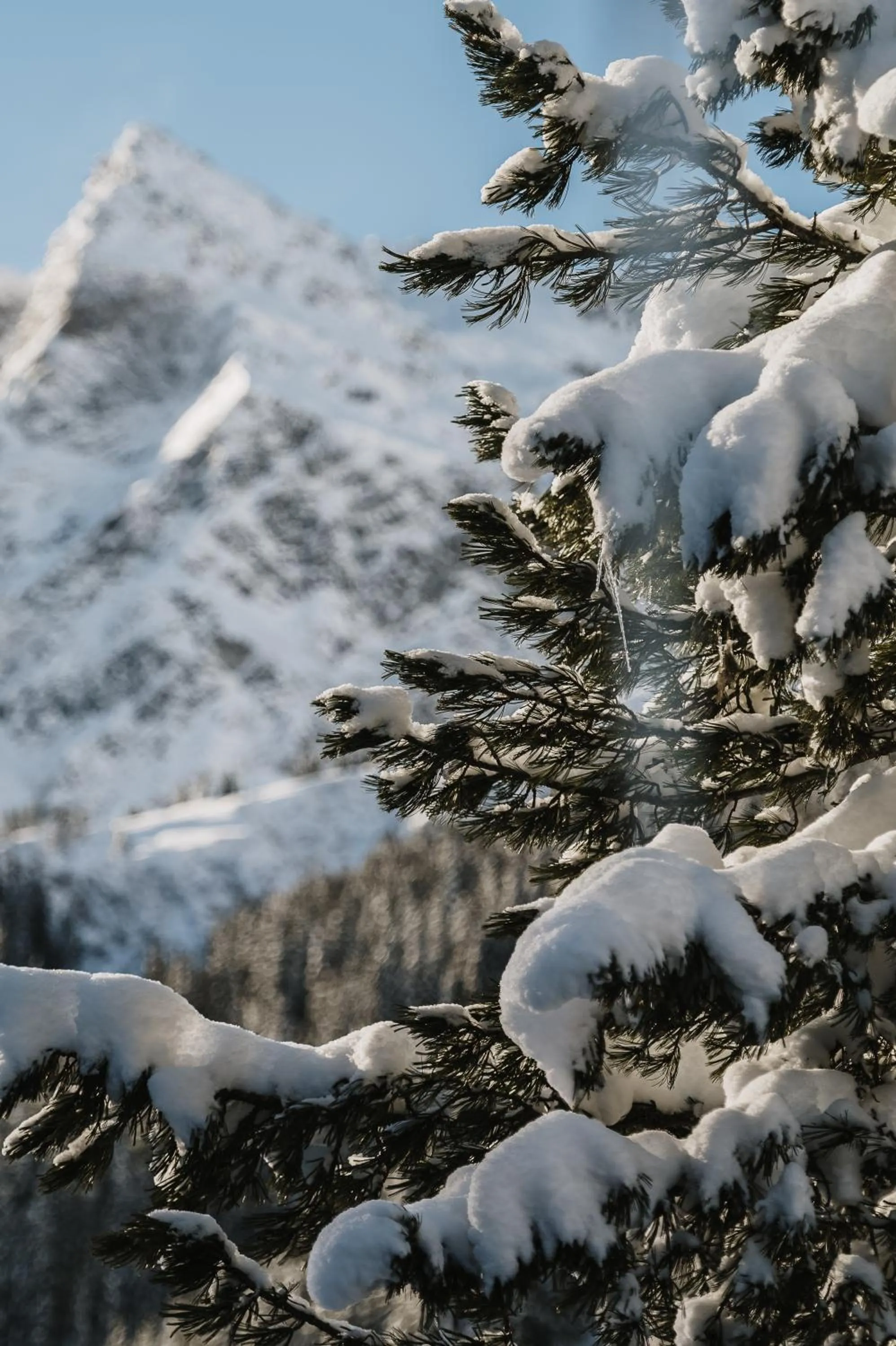 Day in Heimspitze - Alpenhotel & Wirtshaus