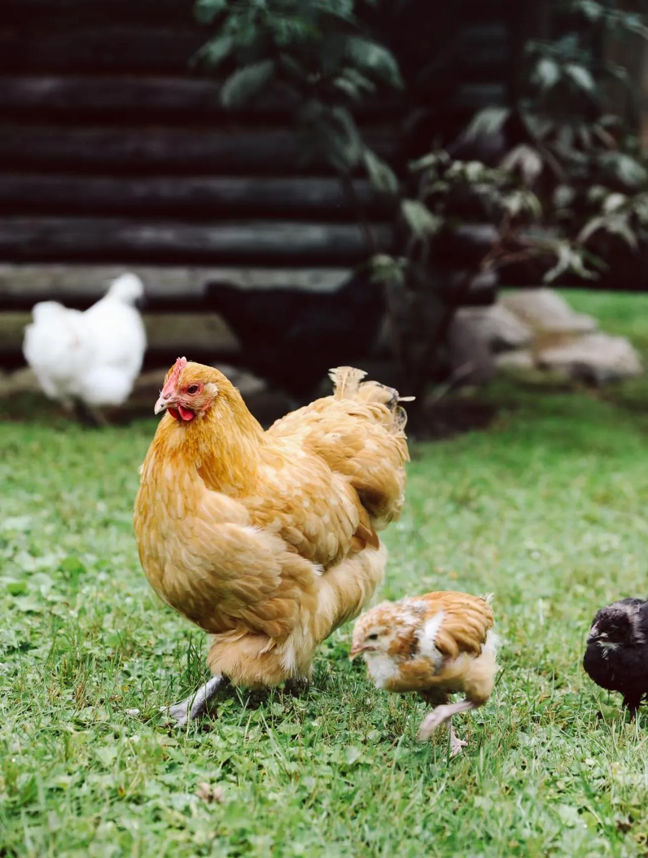 Garden in Heimspitze - Alpenhotel & Wirtshaus