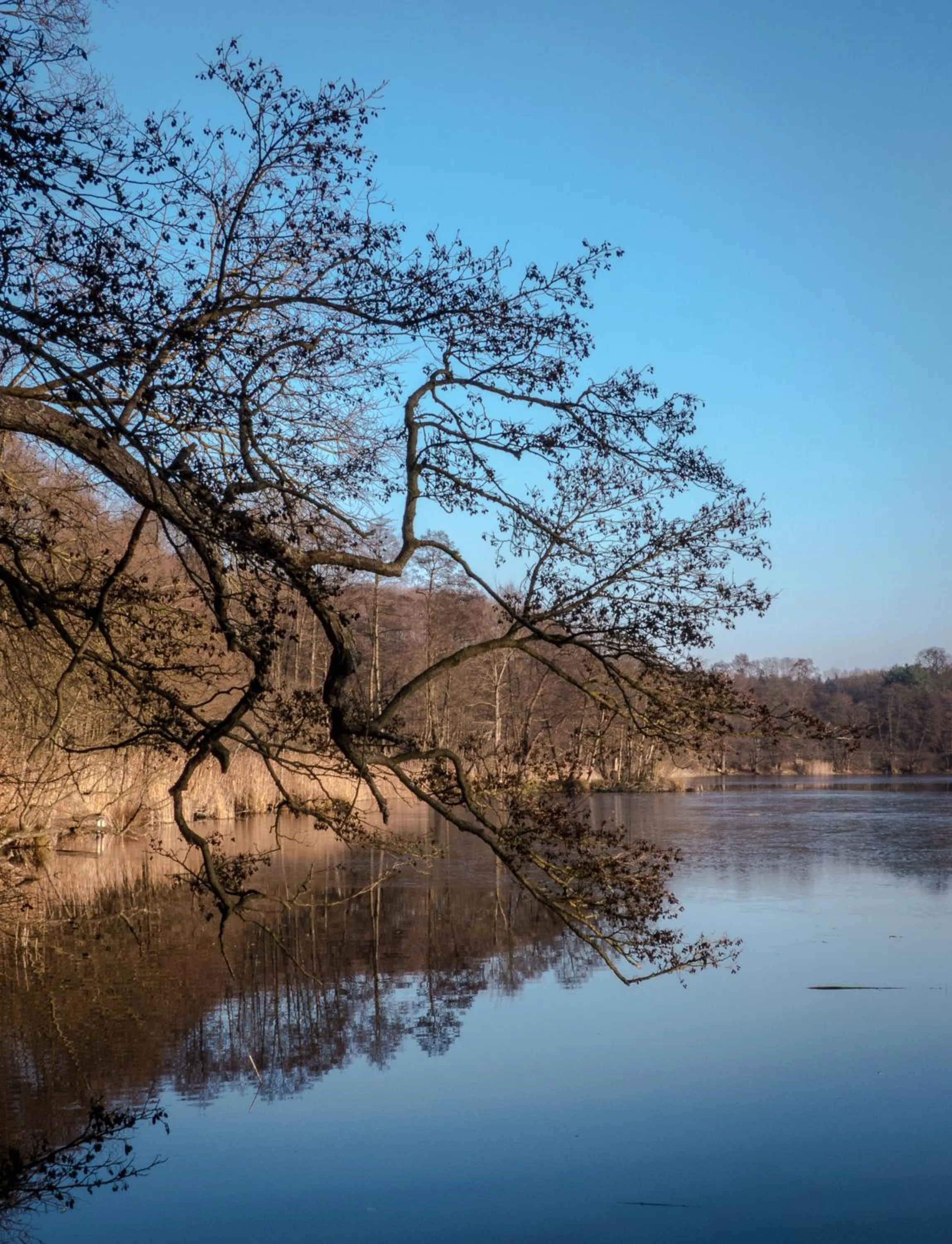 Natural landscape in Gästehaus Chorin