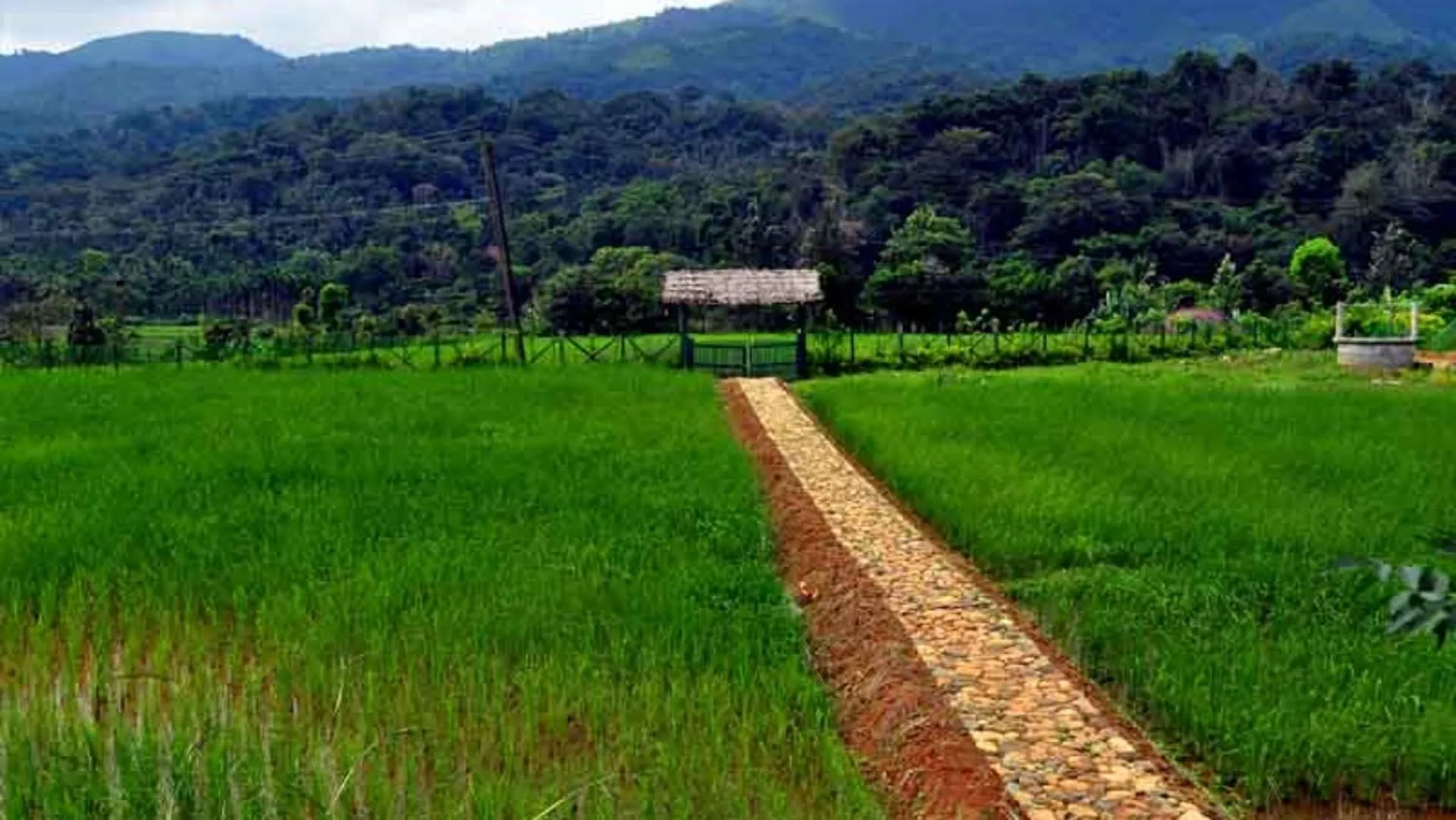 Natural landscape in KOOMANKOLLY RESORT
