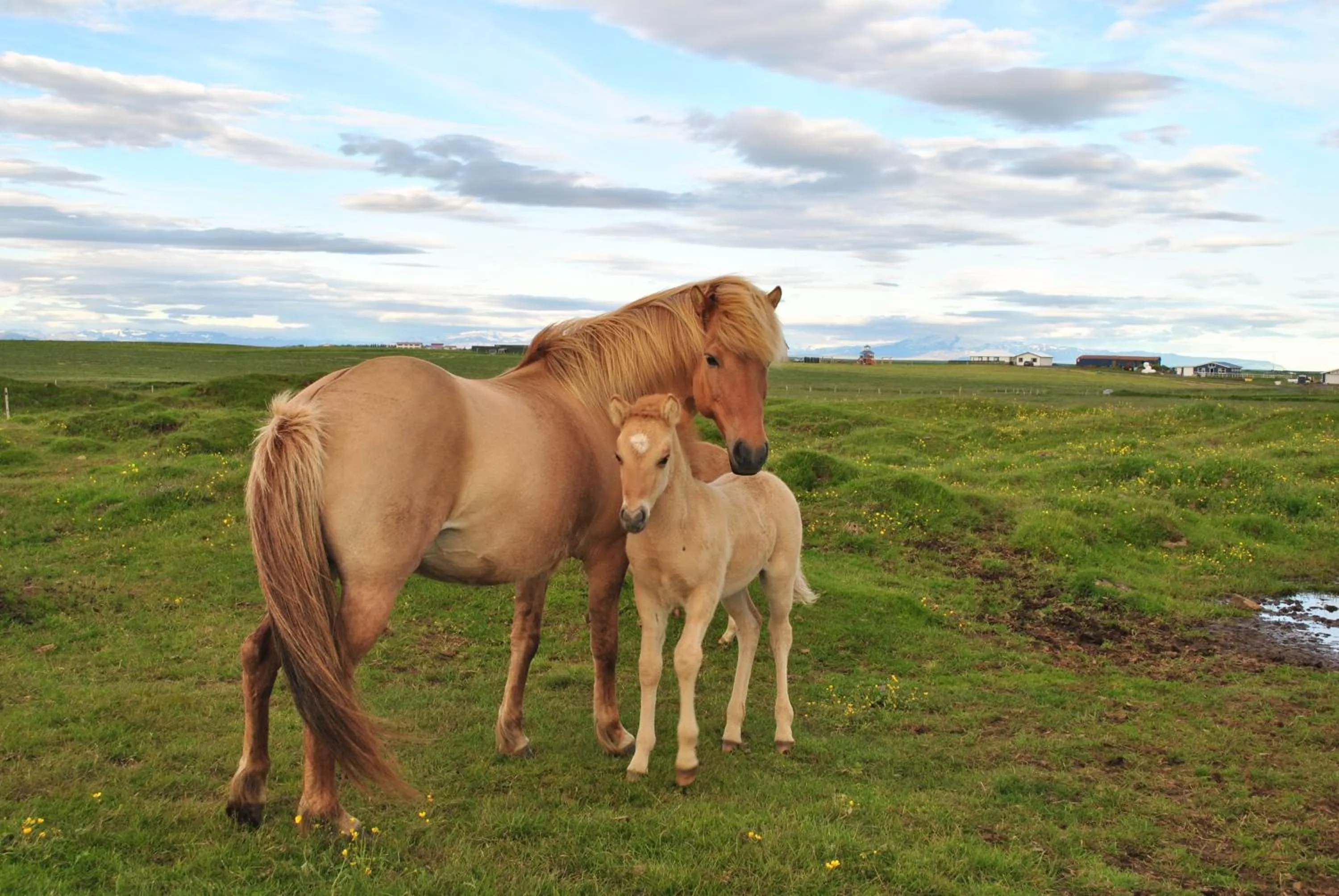 Neighbourhood in Guesthouse Vatnsholt