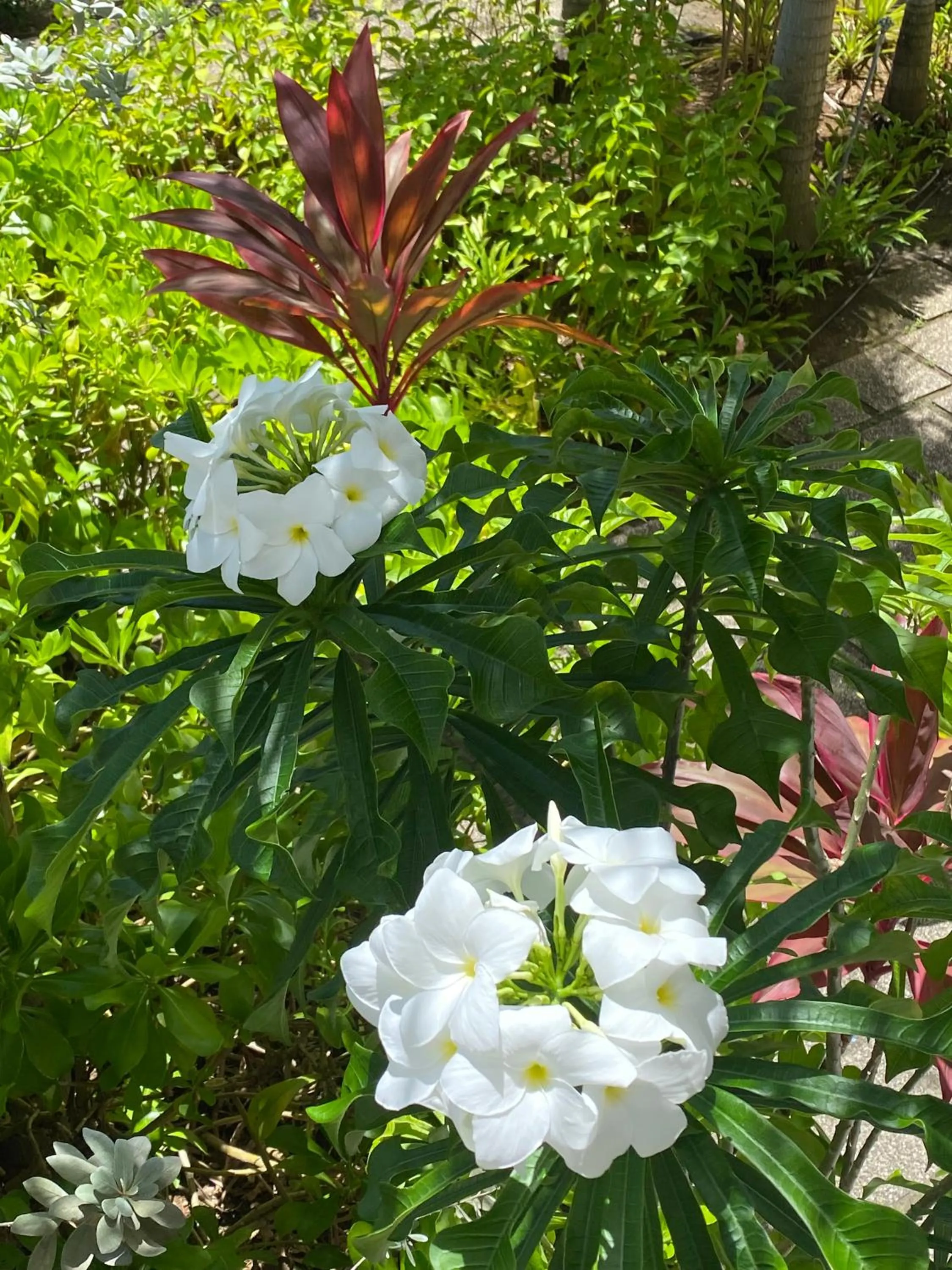 Garden in Diamant les bains - Résidence Hôtelière